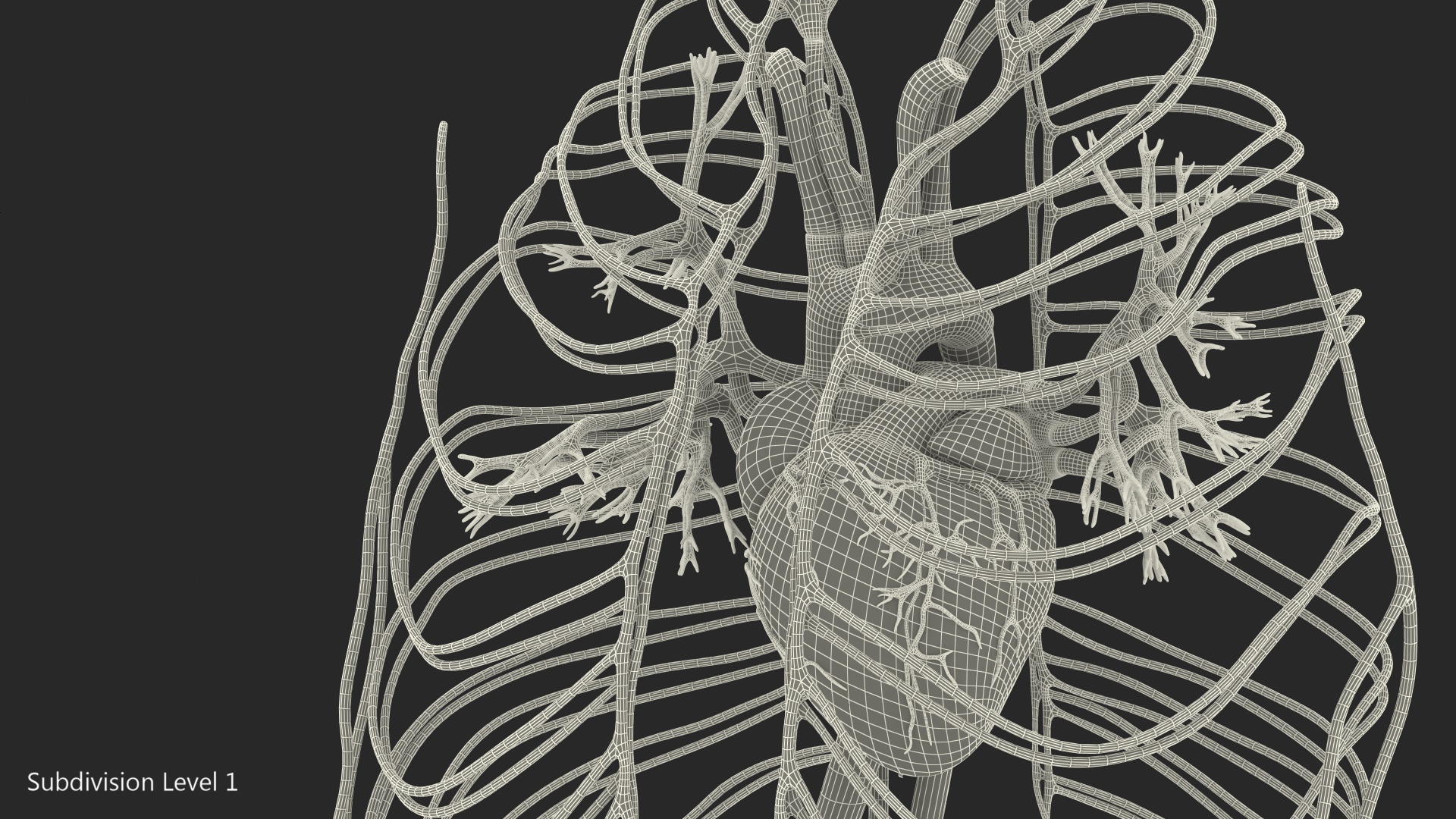 Human Cardiovascular System 3D