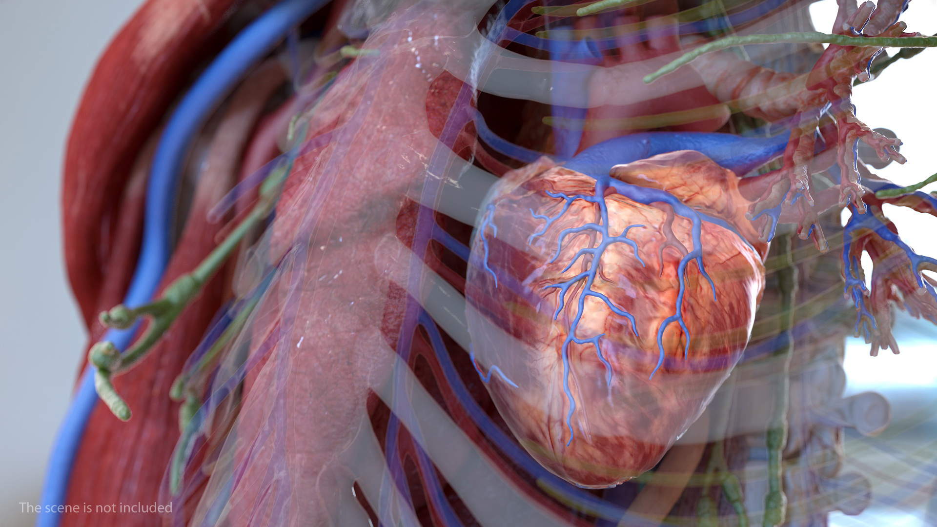 Human Cardiovascular System 3D