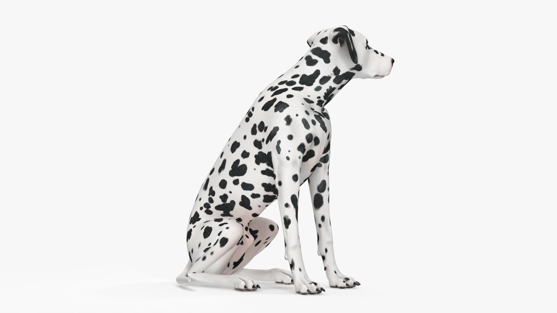 Spotted Sitting Dalmatian Dog 3D model