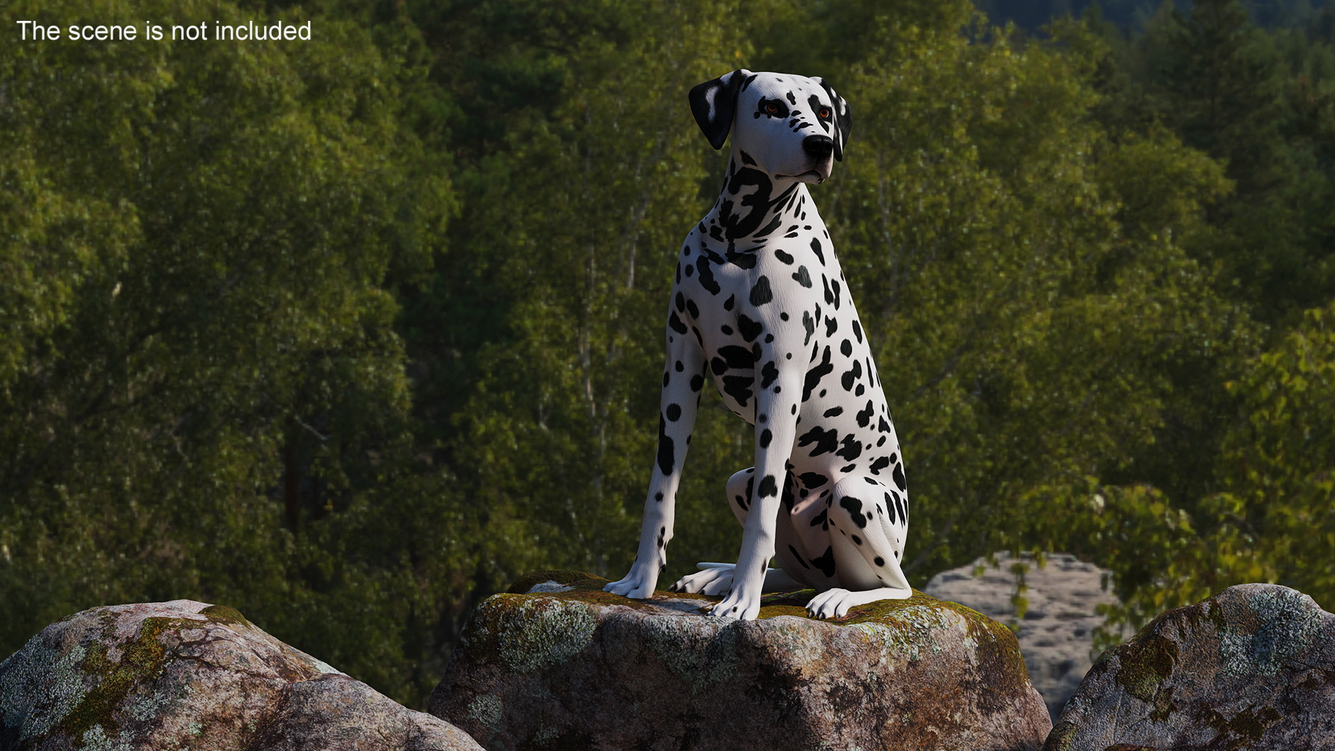 Spotted Sitting Dalmatian Dog 3D model