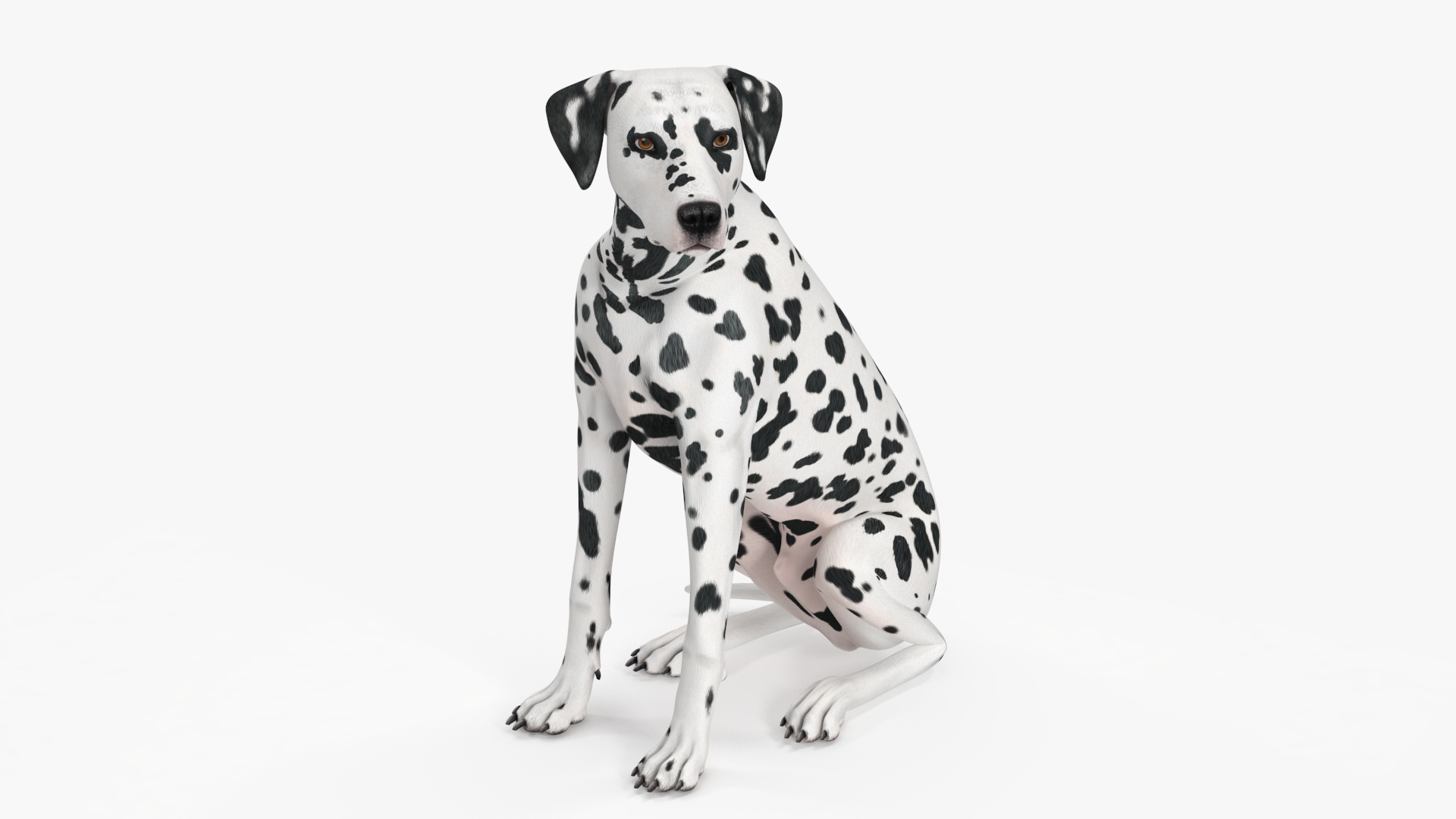 Spotted Sitting Dalmatian Dog 3D model