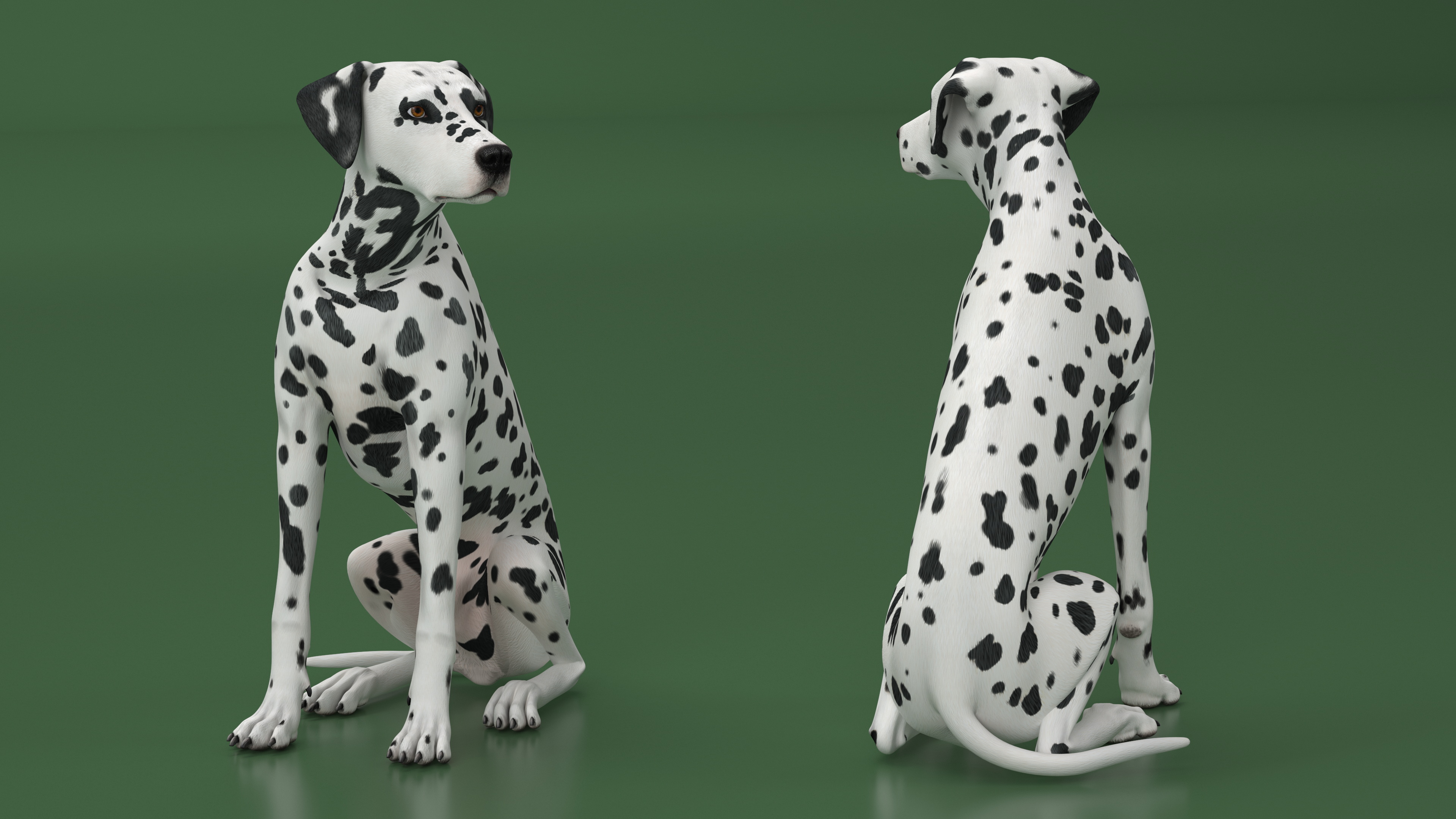 Spotted Sitting Dalmatian Dog 3D model