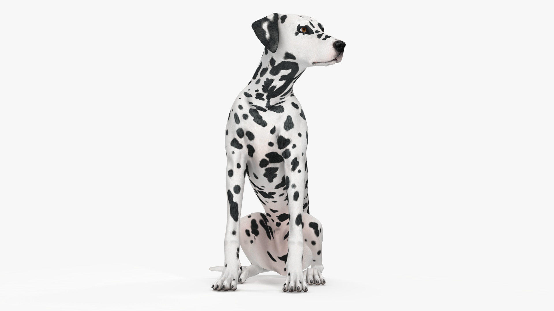 Spotted Sitting Dalmatian Dog 3D model