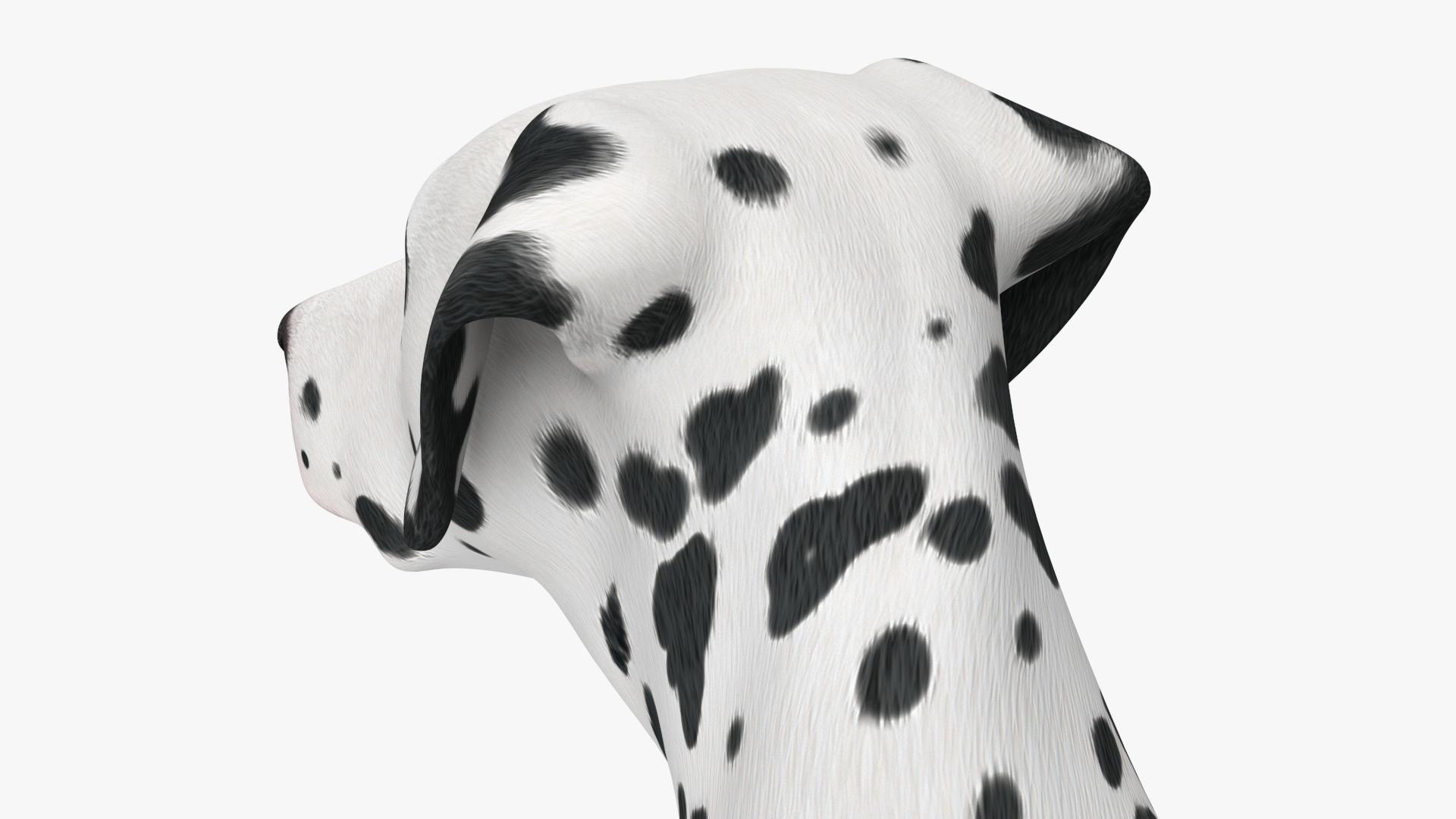 Spotted Sitting Dalmatian Dog 3D model