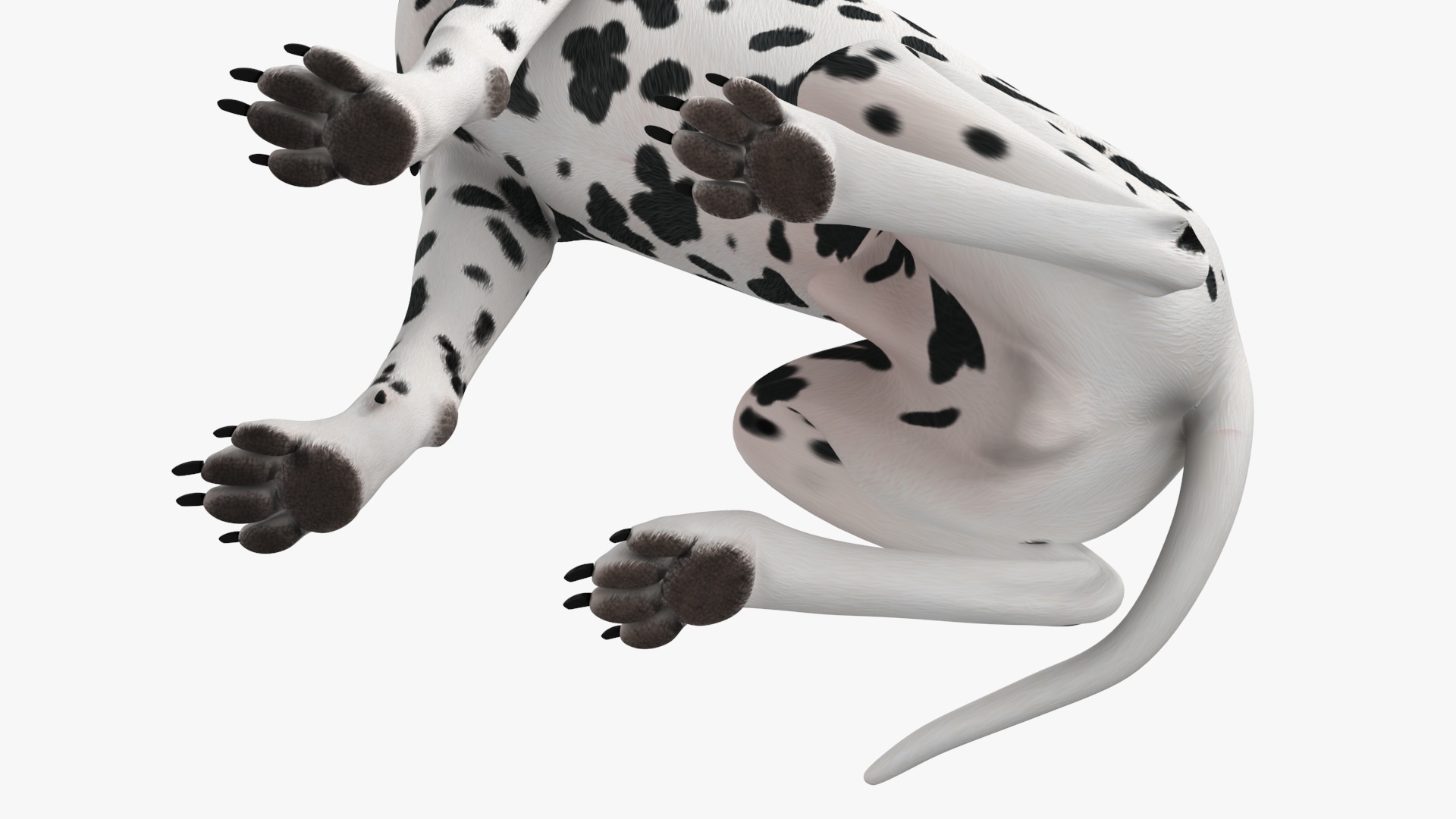 Spotted Sitting Dalmatian Dog 3D model