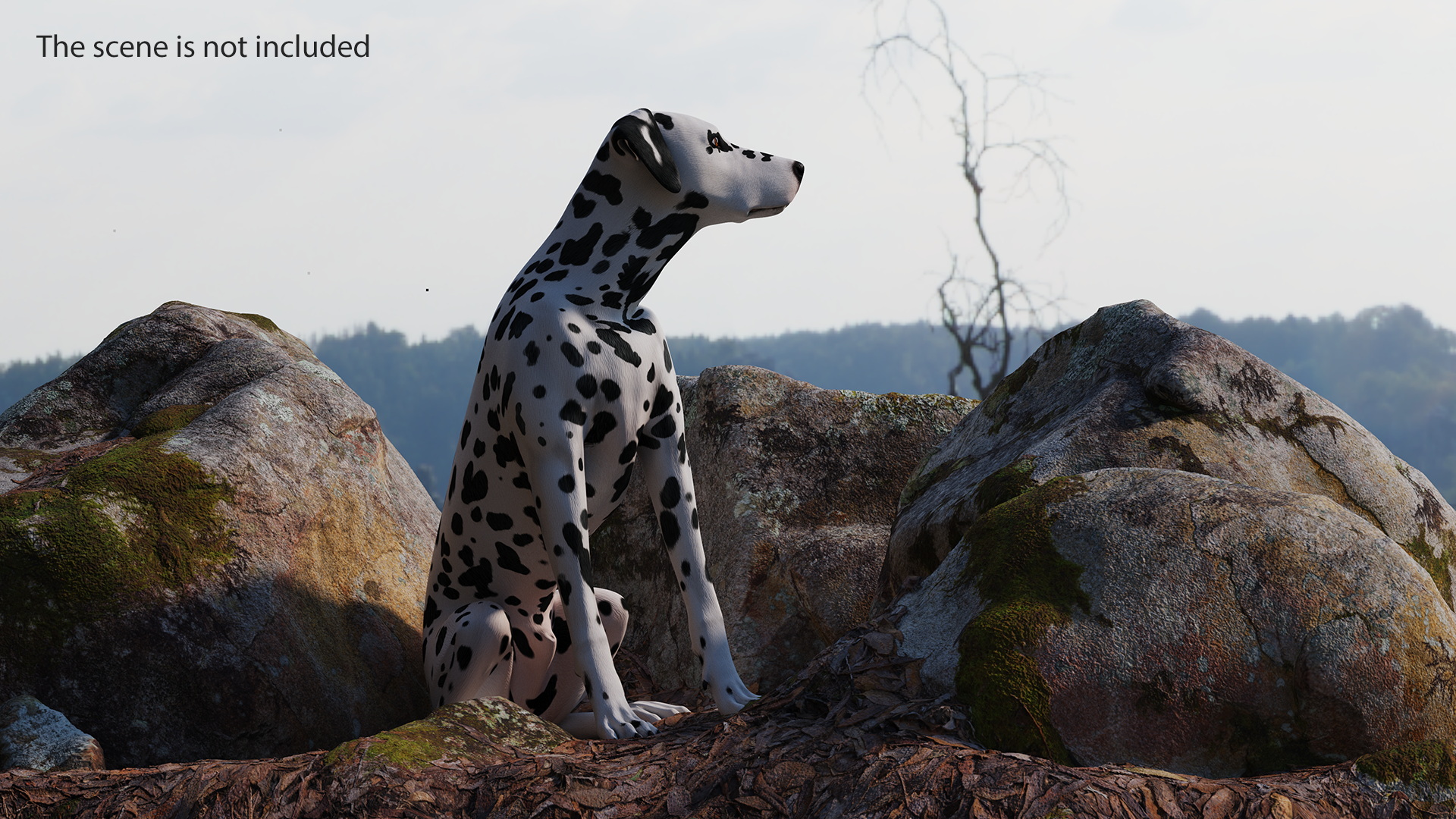 Spotted Sitting Dalmatian Dog 3D model