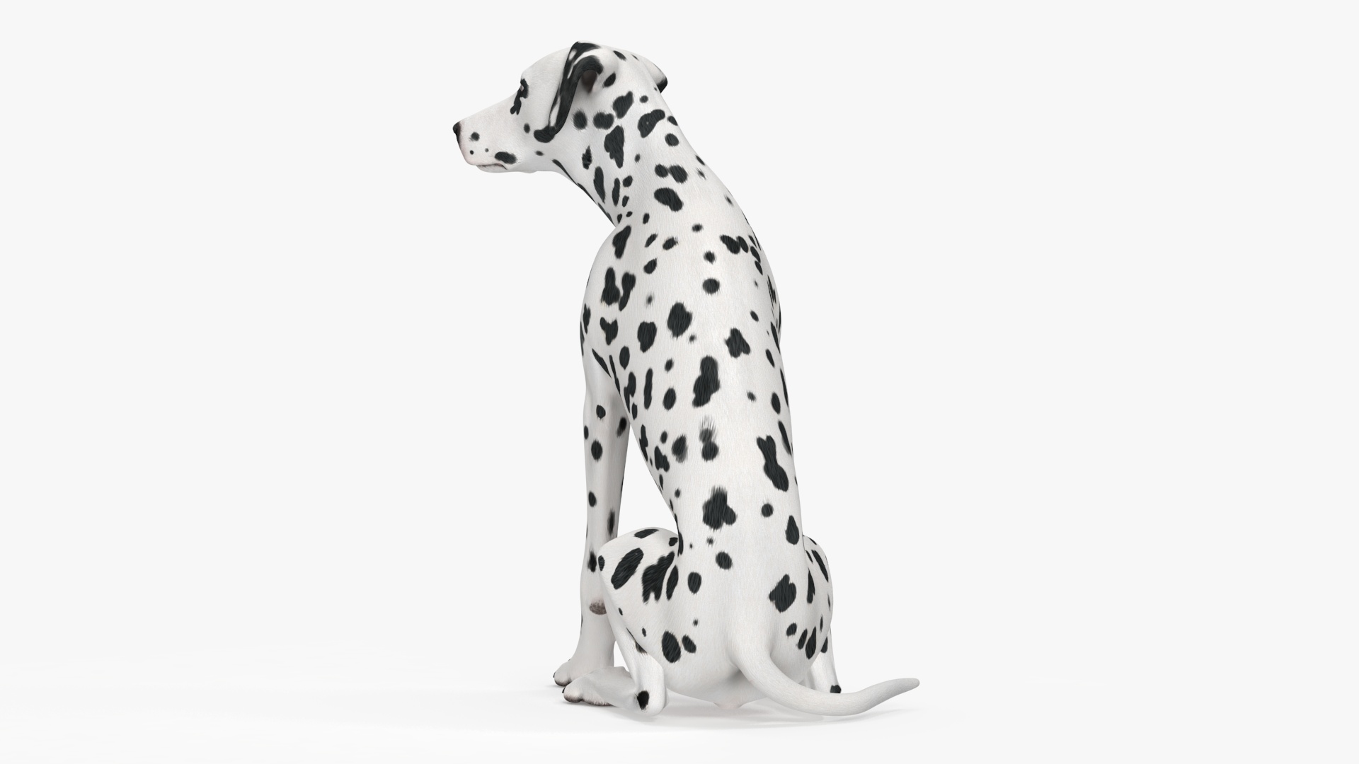 Spotted Sitting Dalmatian Dog 3D model