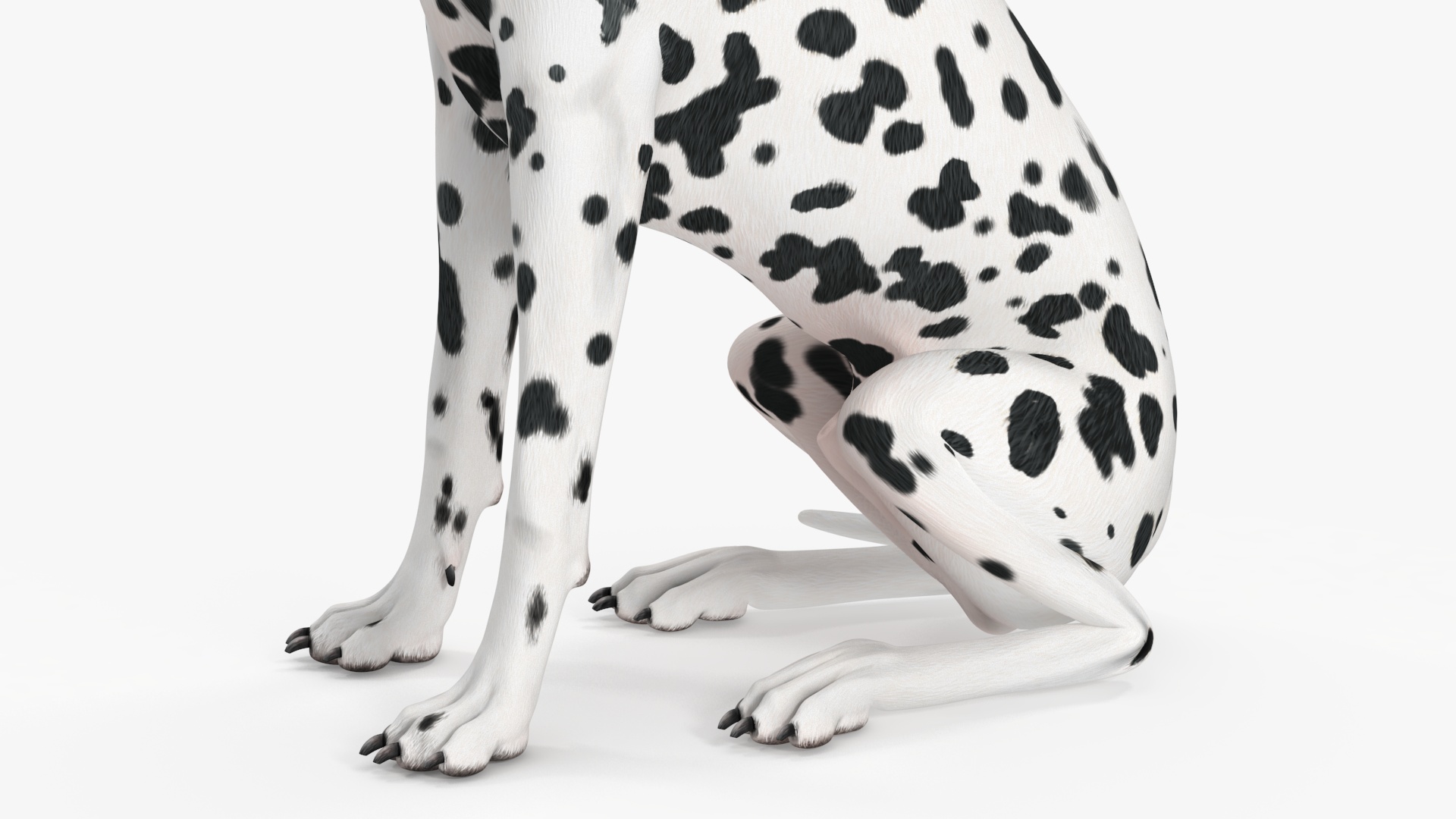 Spotted Sitting Dalmatian Dog 3D model