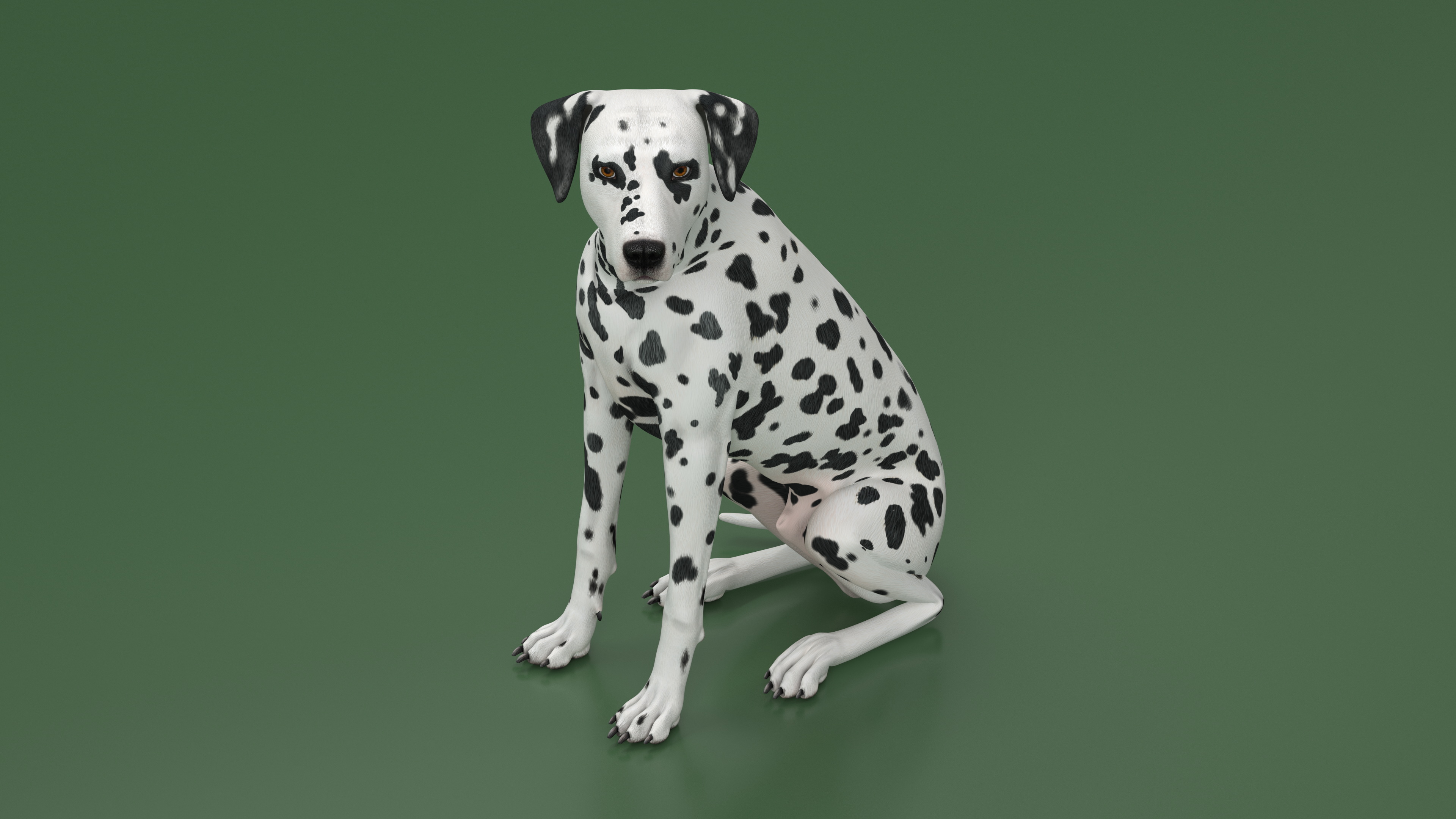 Spotted Sitting Dalmatian Dog 3D model