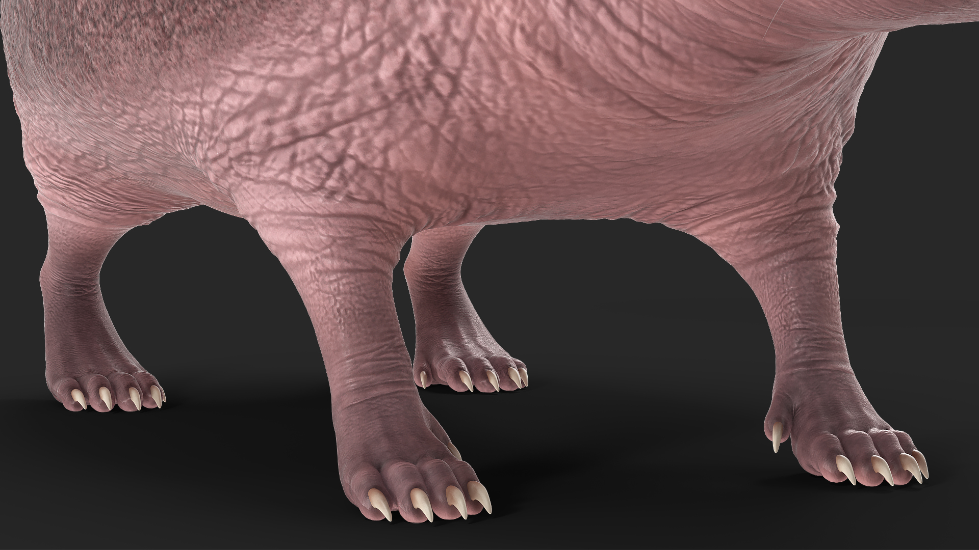 3D Bald Hedgehog model