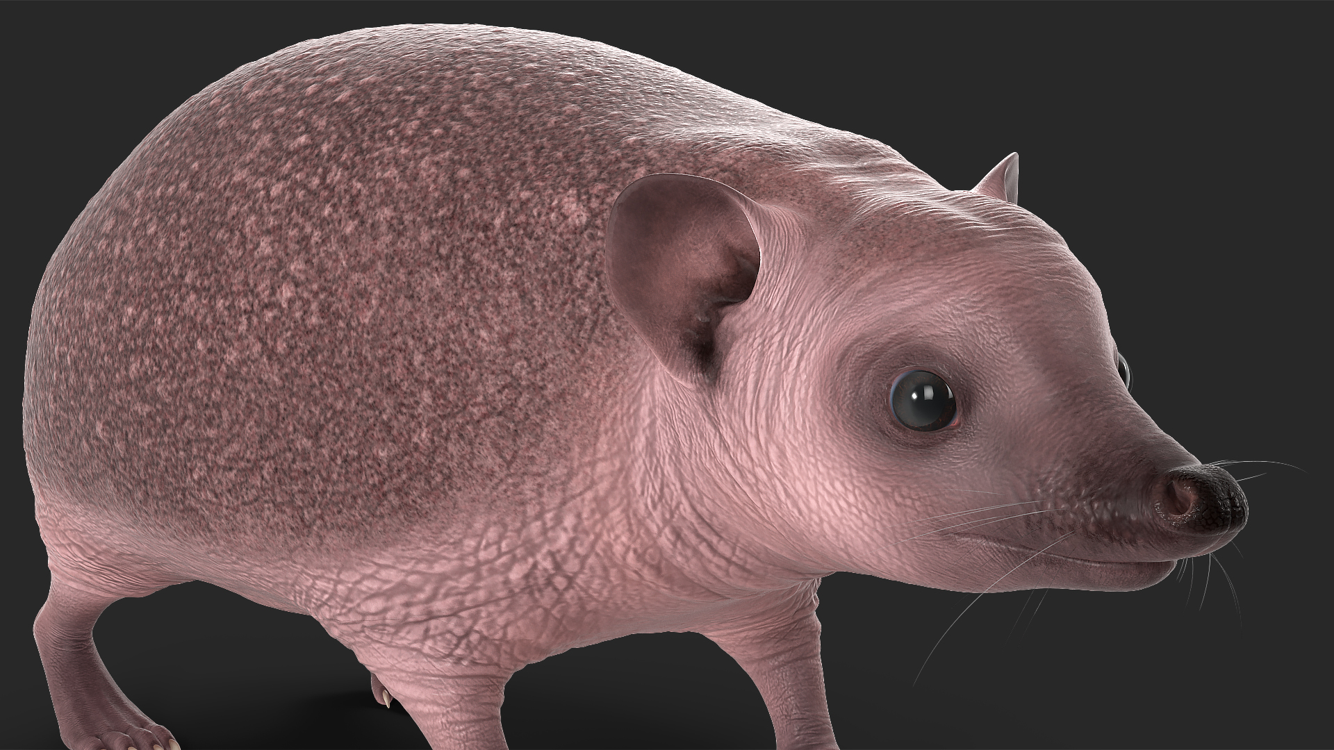 3D Bald Hedgehog model