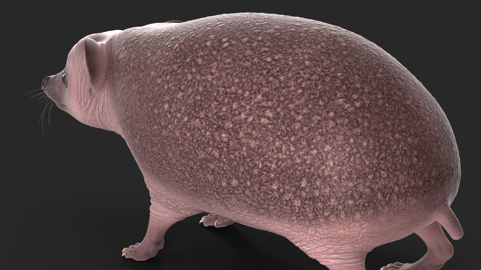 3D Bald Hedgehog model