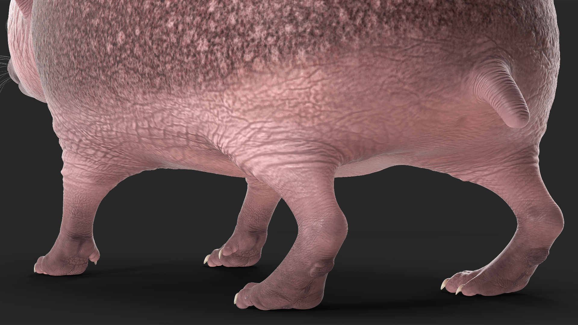 3D Bald Hedgehog model