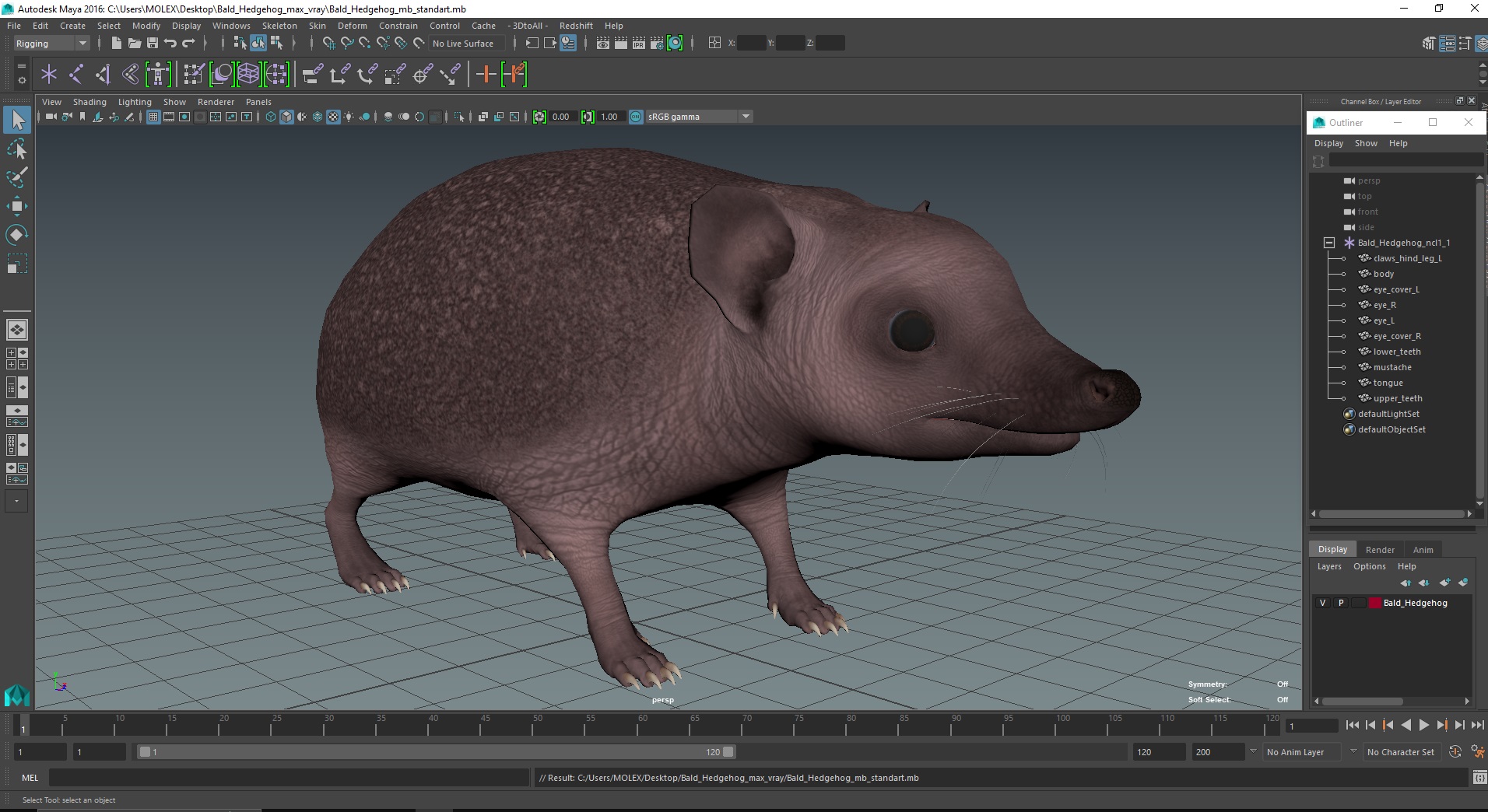 3D Bald Hedgehog model