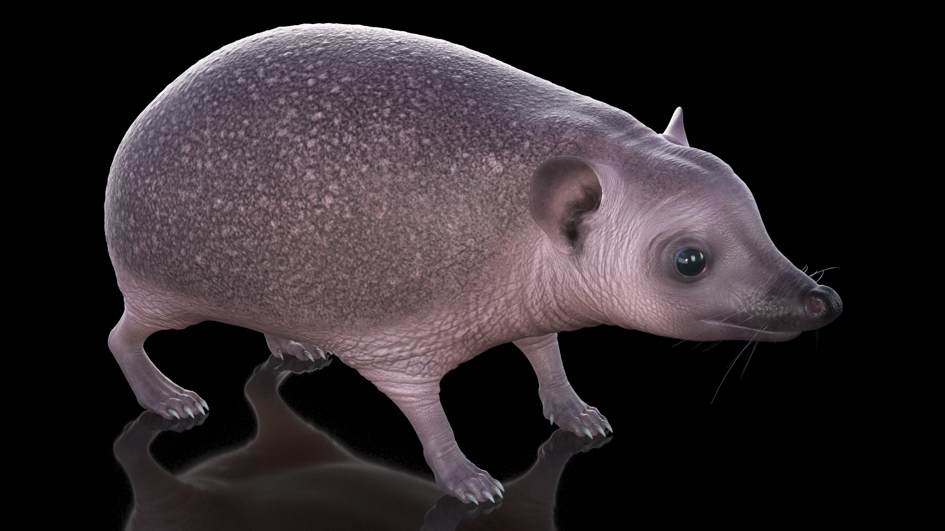 3D Bald Hedgehog model