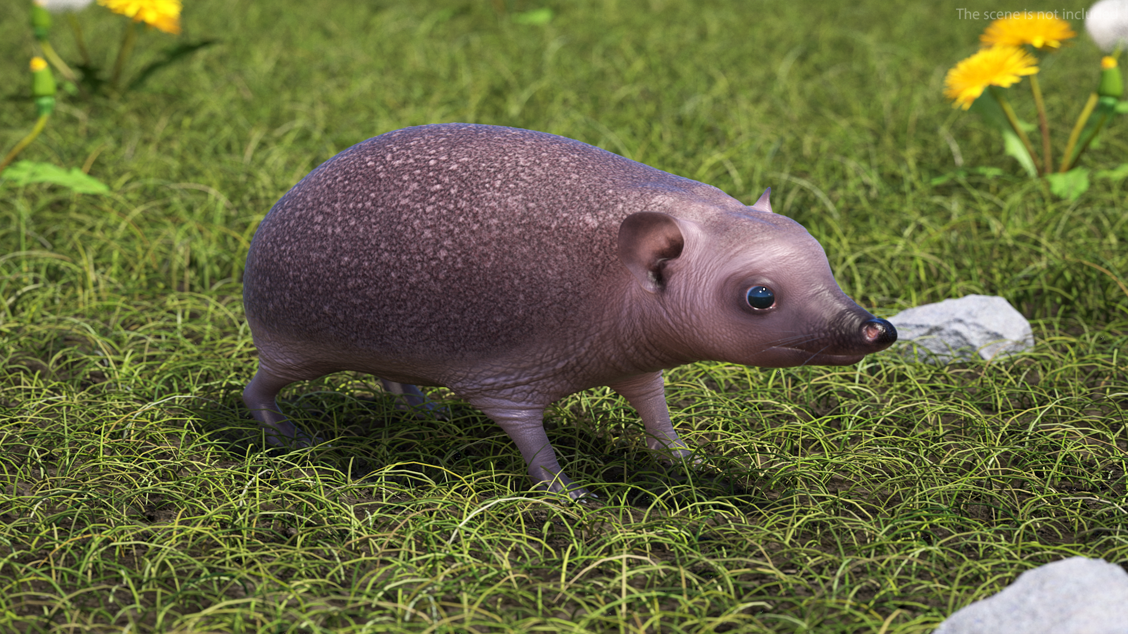 3D Bald Hedgehog model