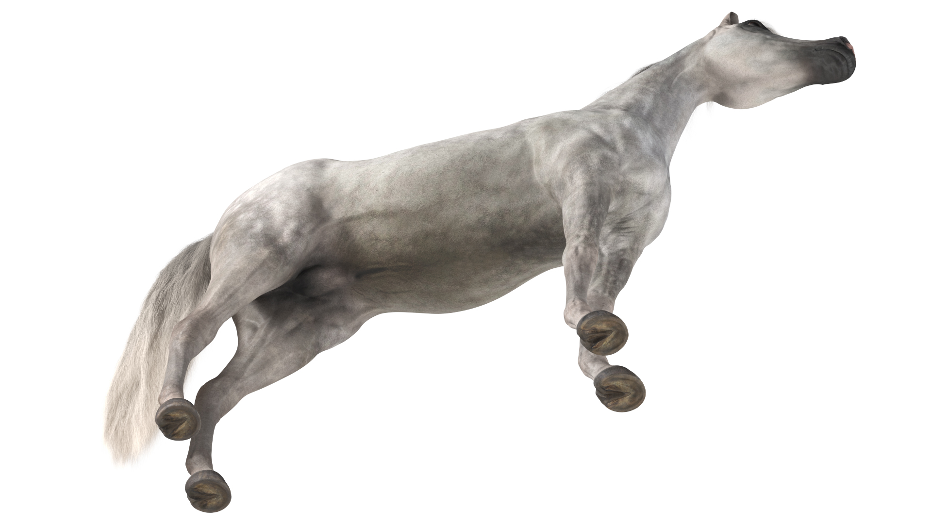 3D model Arabian Horse Gray Dappled Fur