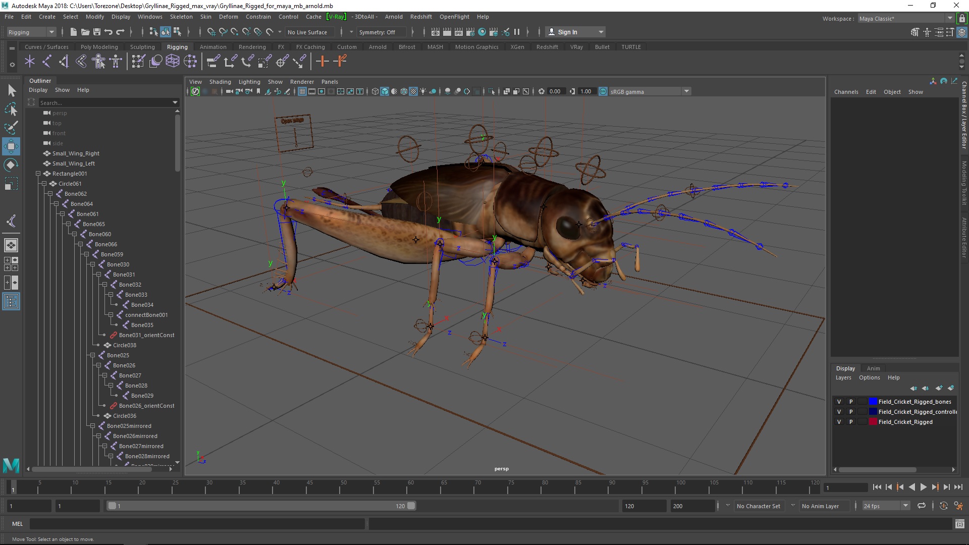 3D model Gryllinae Rigged for Maya