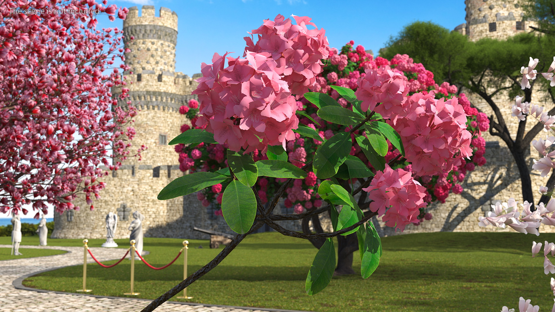 3D model Pink Rhododendron Flowers