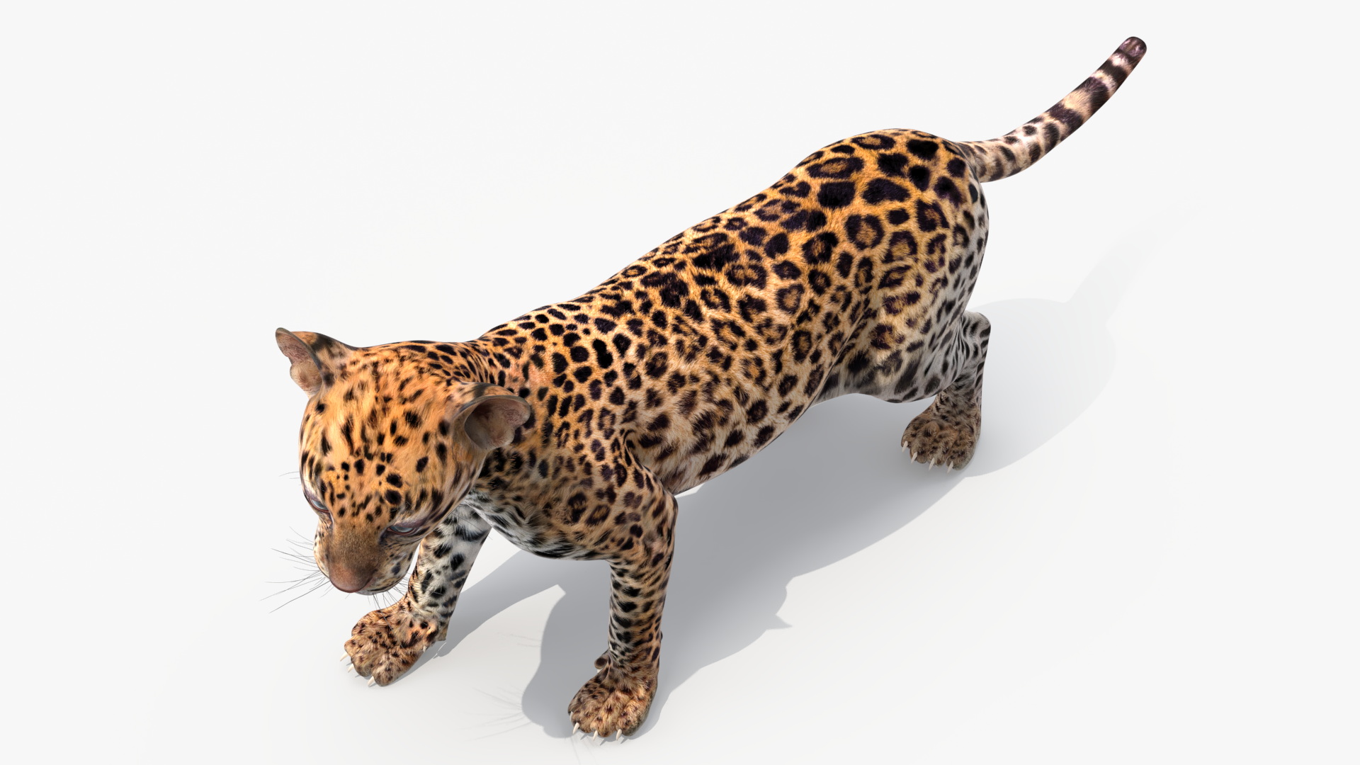 3D Baby Leopard Cub