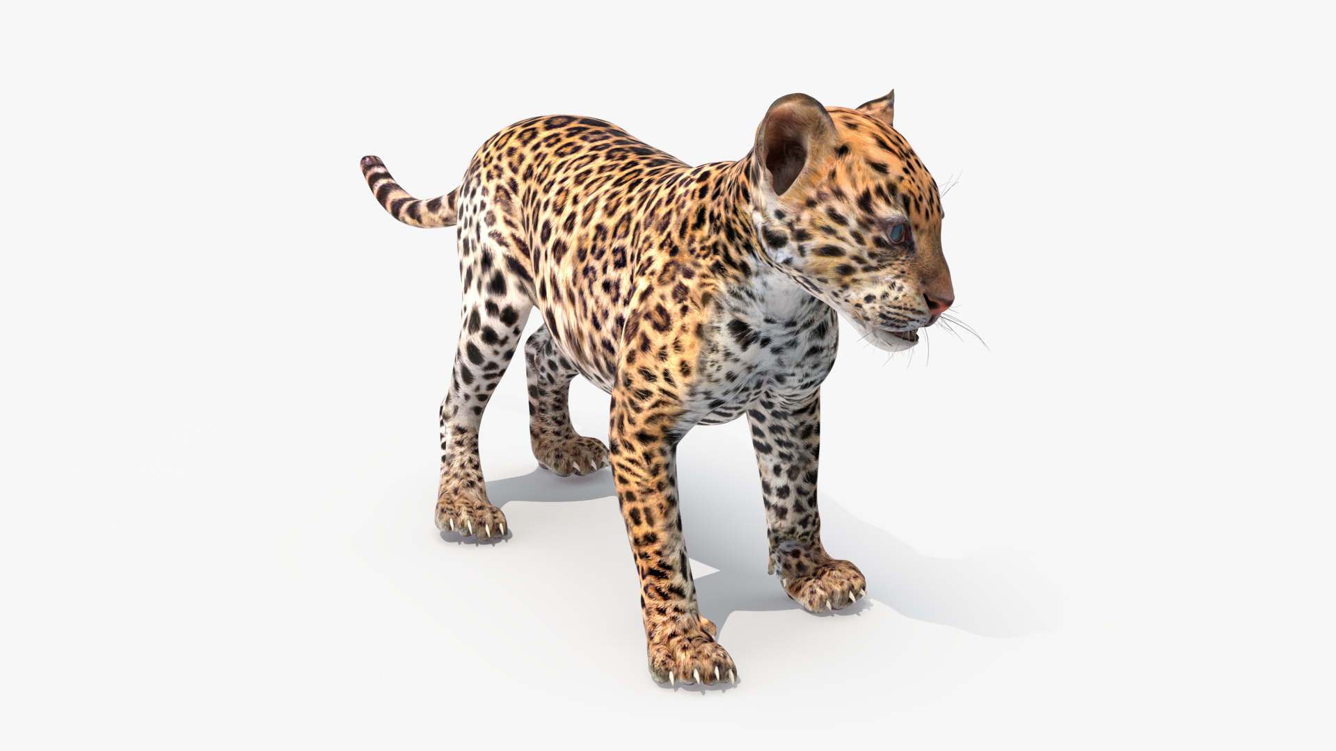 3D Baby Leopard Cub