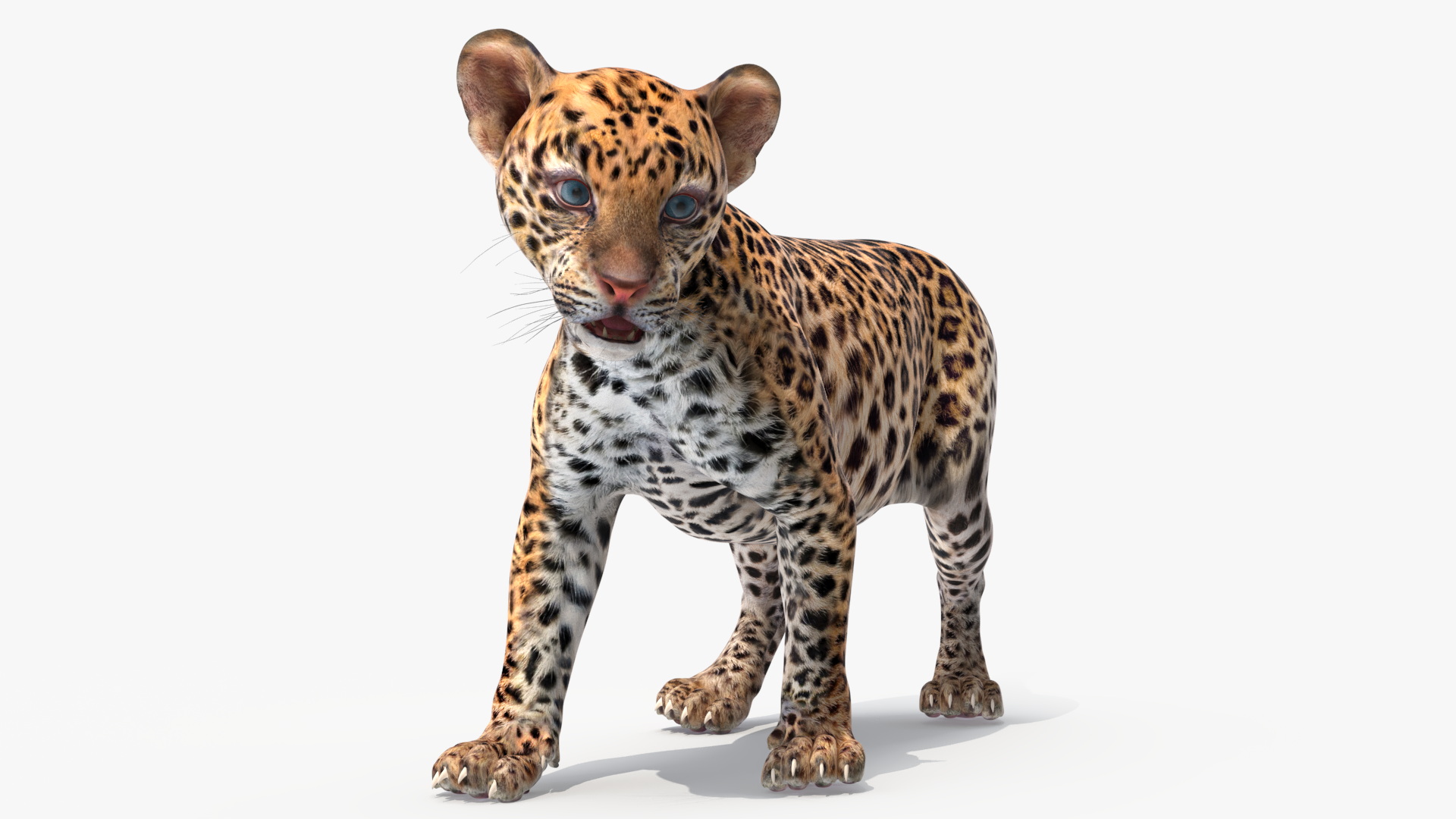 3D Baby Leopard Cub