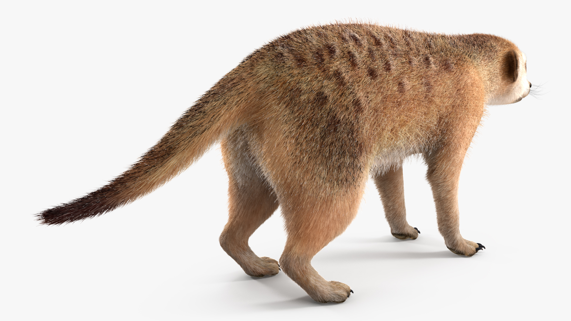 Meerkat Neutral Pose Fur 3D model