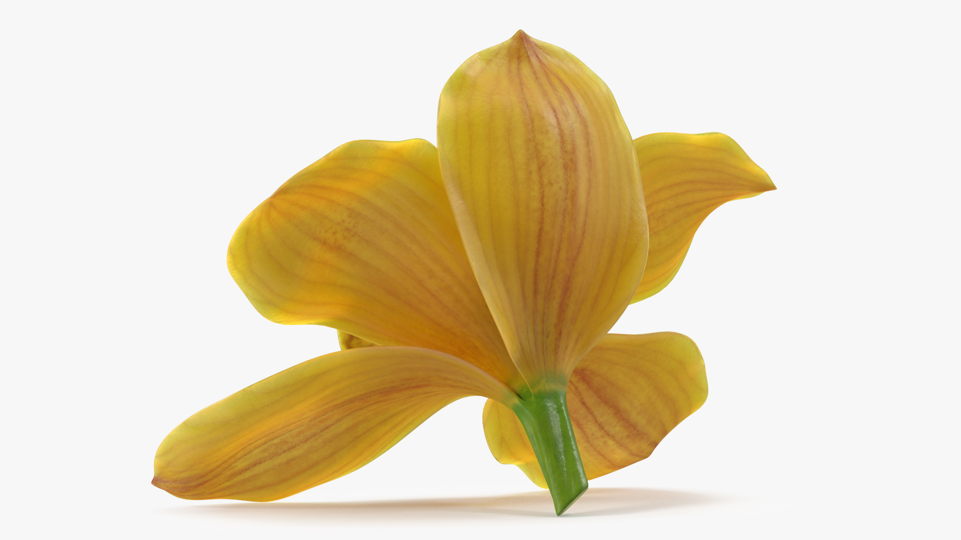 3D model Hybrid Orchid Yellow