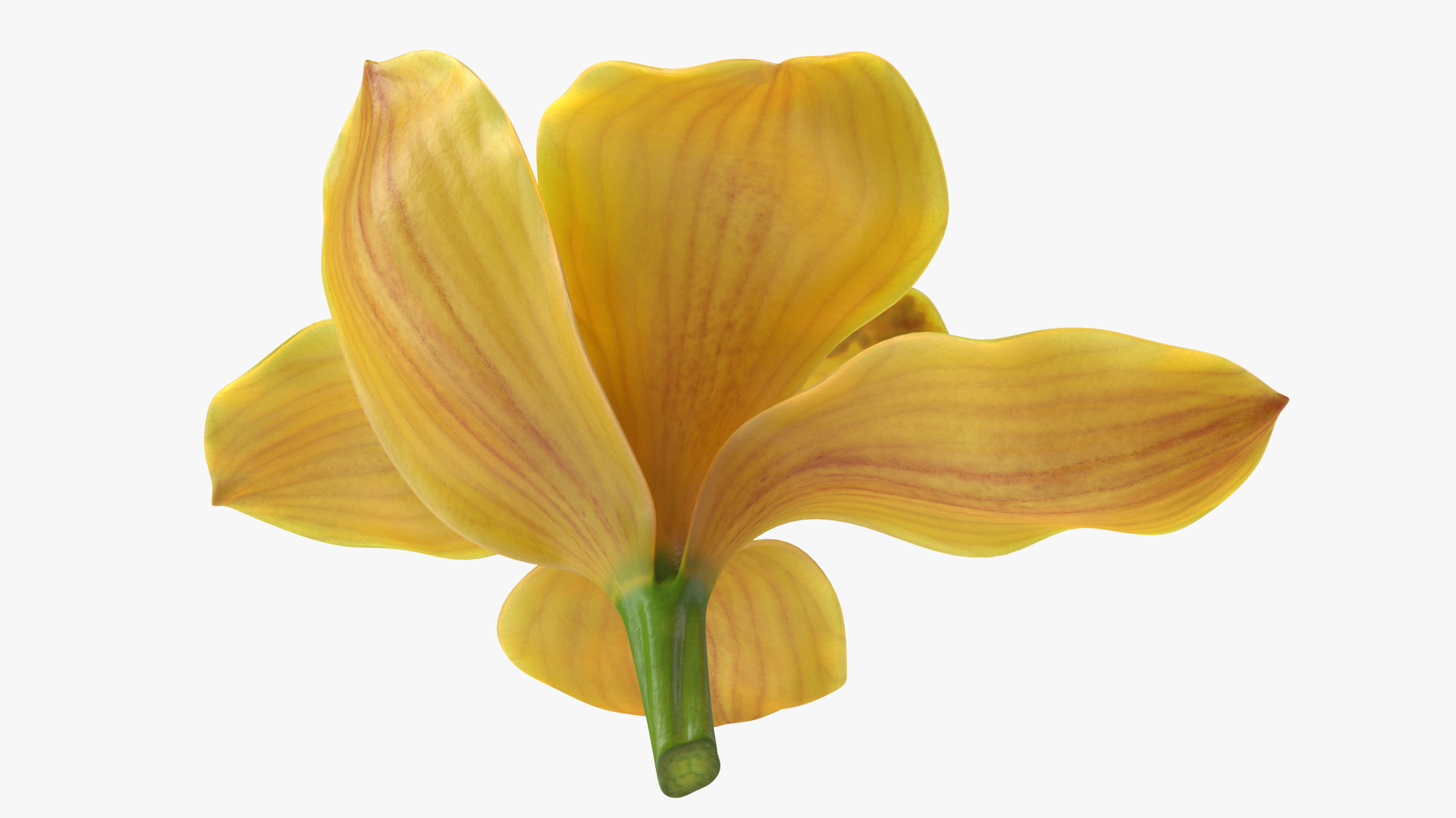 3D model Hybrid Orchid Yellow