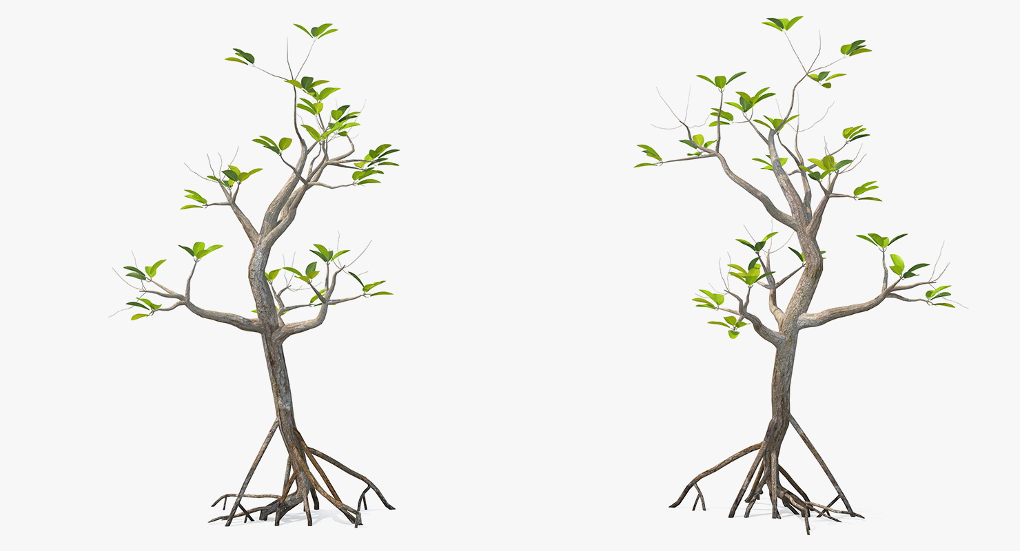 Mangrove Small Tree 3D model