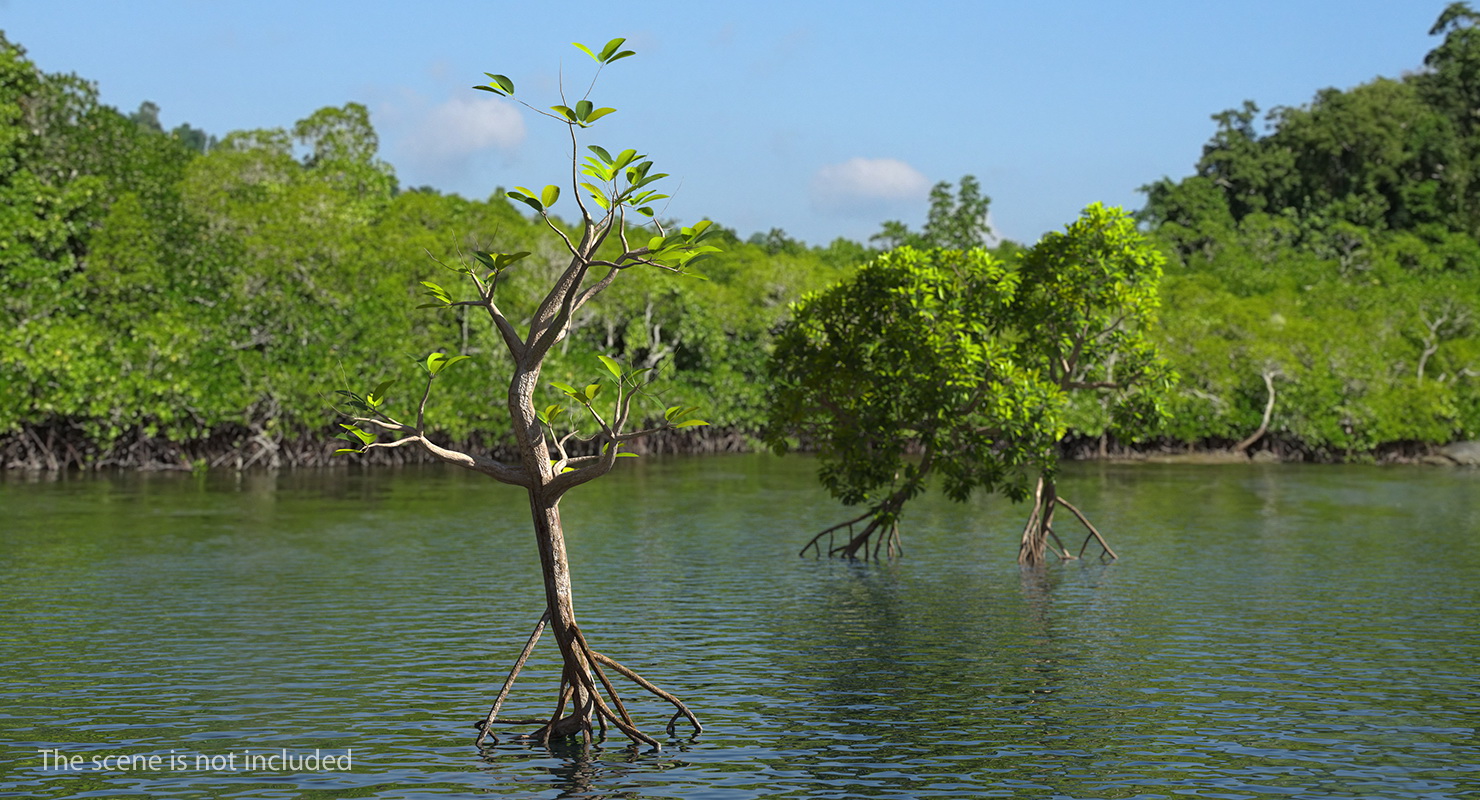 Mangrove Small Tree 3D model