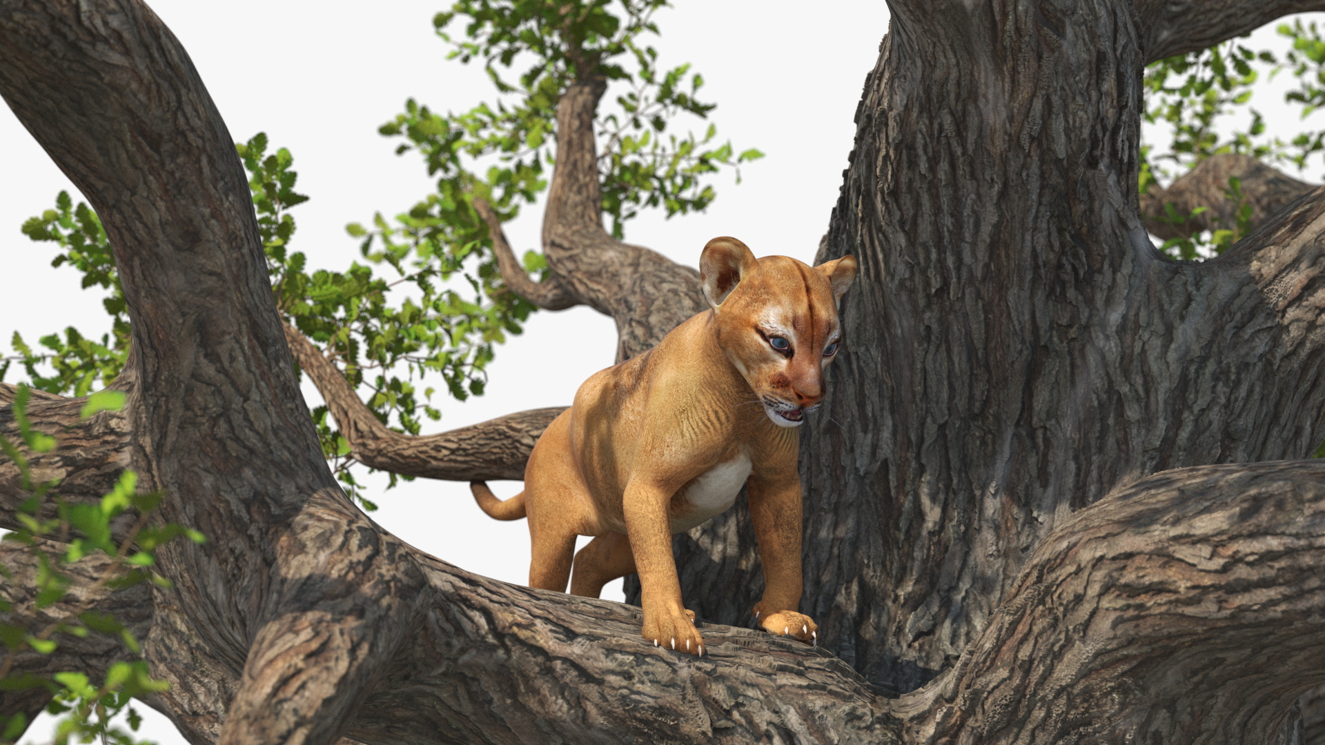 Puma Cub on Ancient Twisted Tree 3D