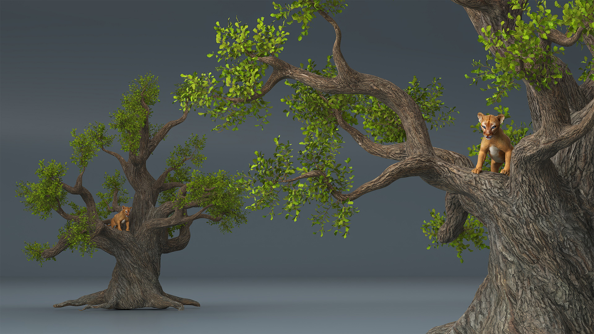 Puma Cub on Ancient Twisted Tree 3D