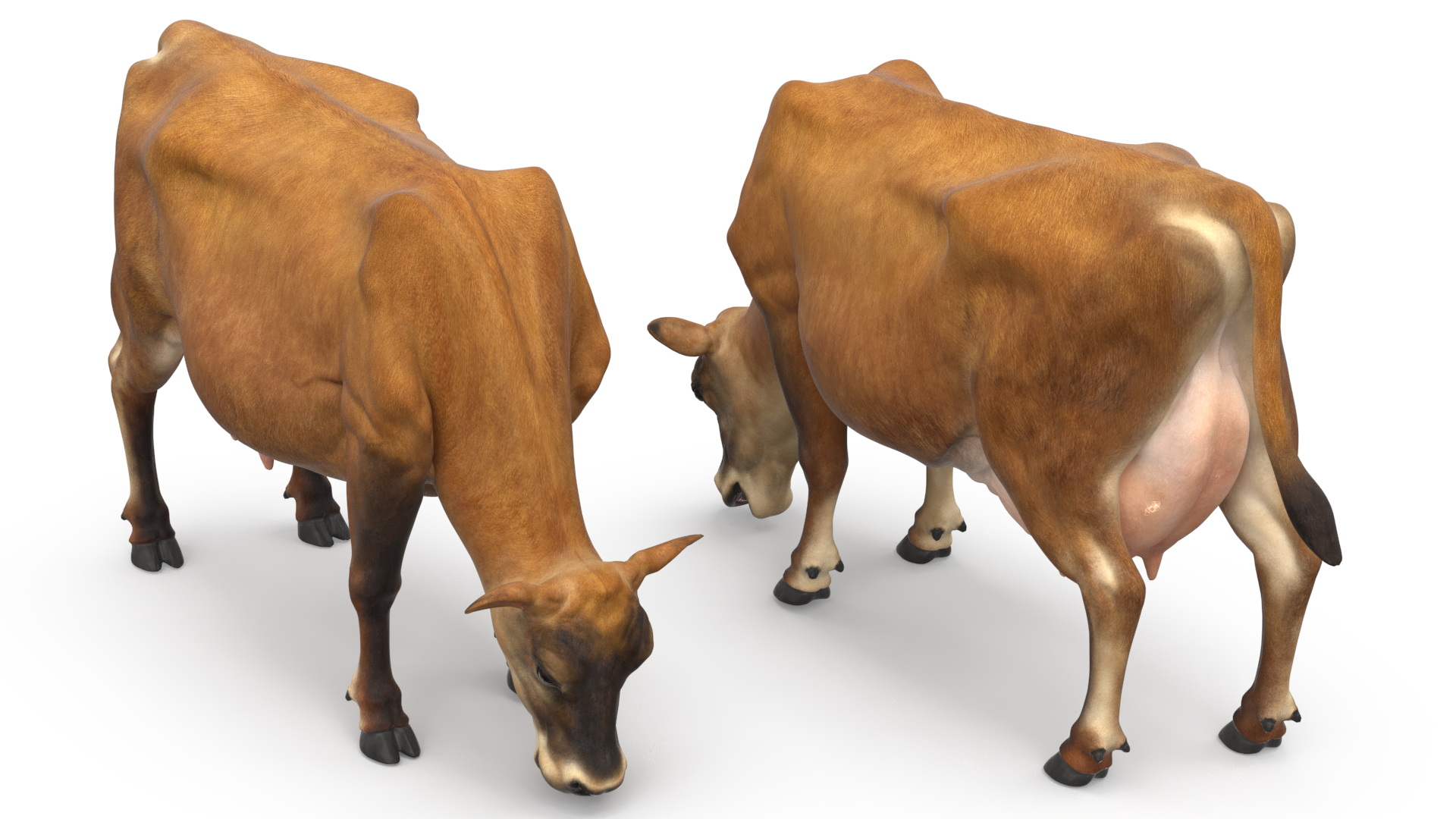 3D model Mini Cow Eating