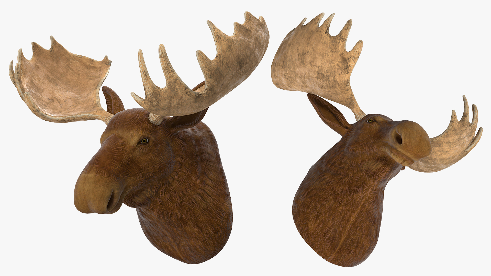 Moose Head Trophy 3D