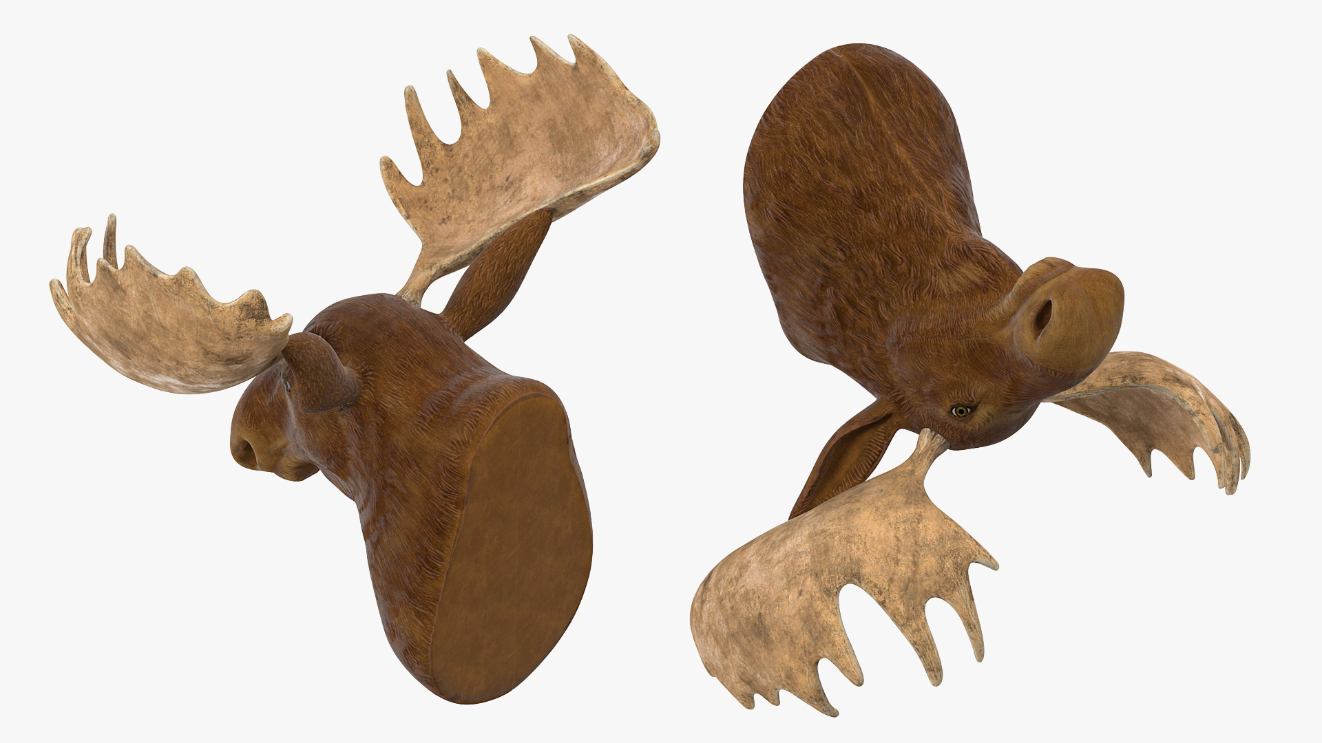 Moose Head Trophy 3D