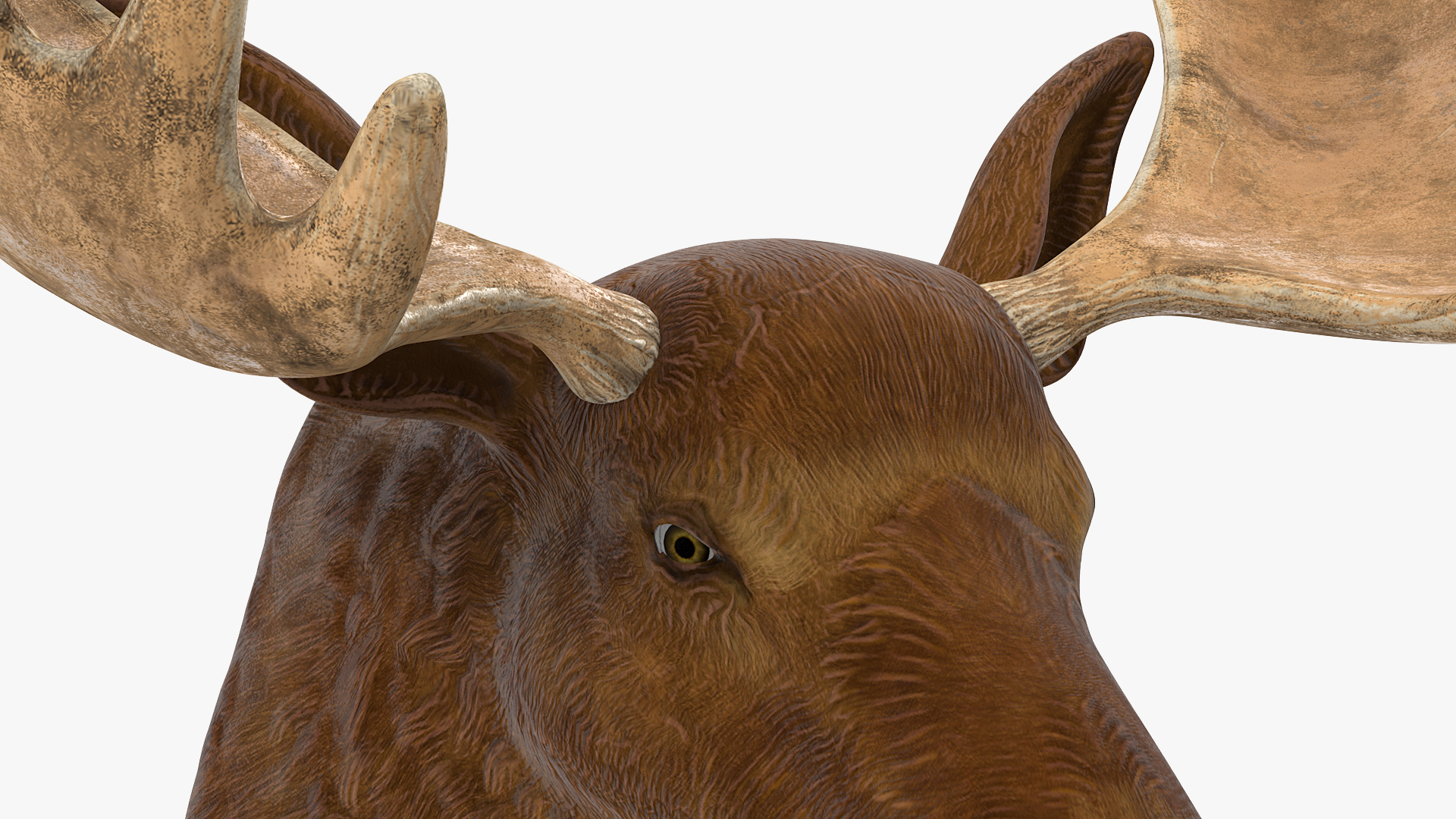 Moose Head Trophy 3D