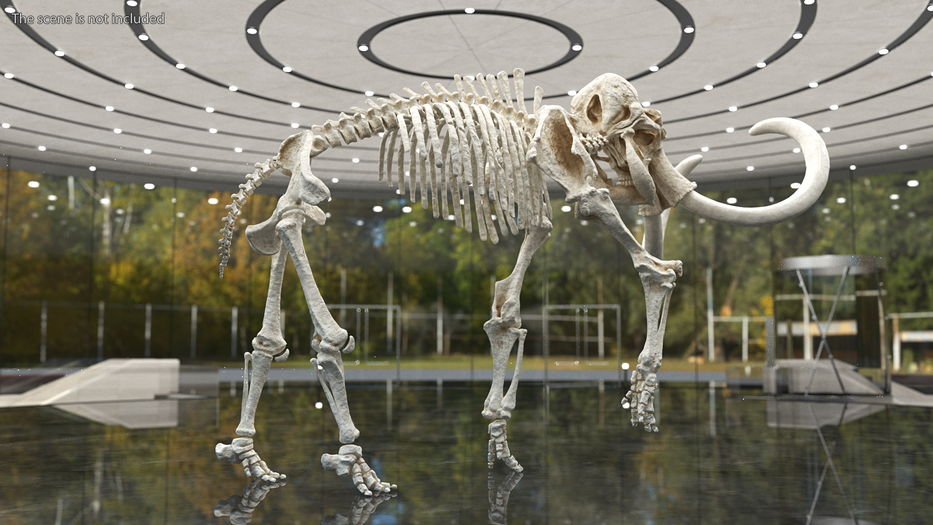 3D Mammoth Skeleton Clean Bones Walking Pose