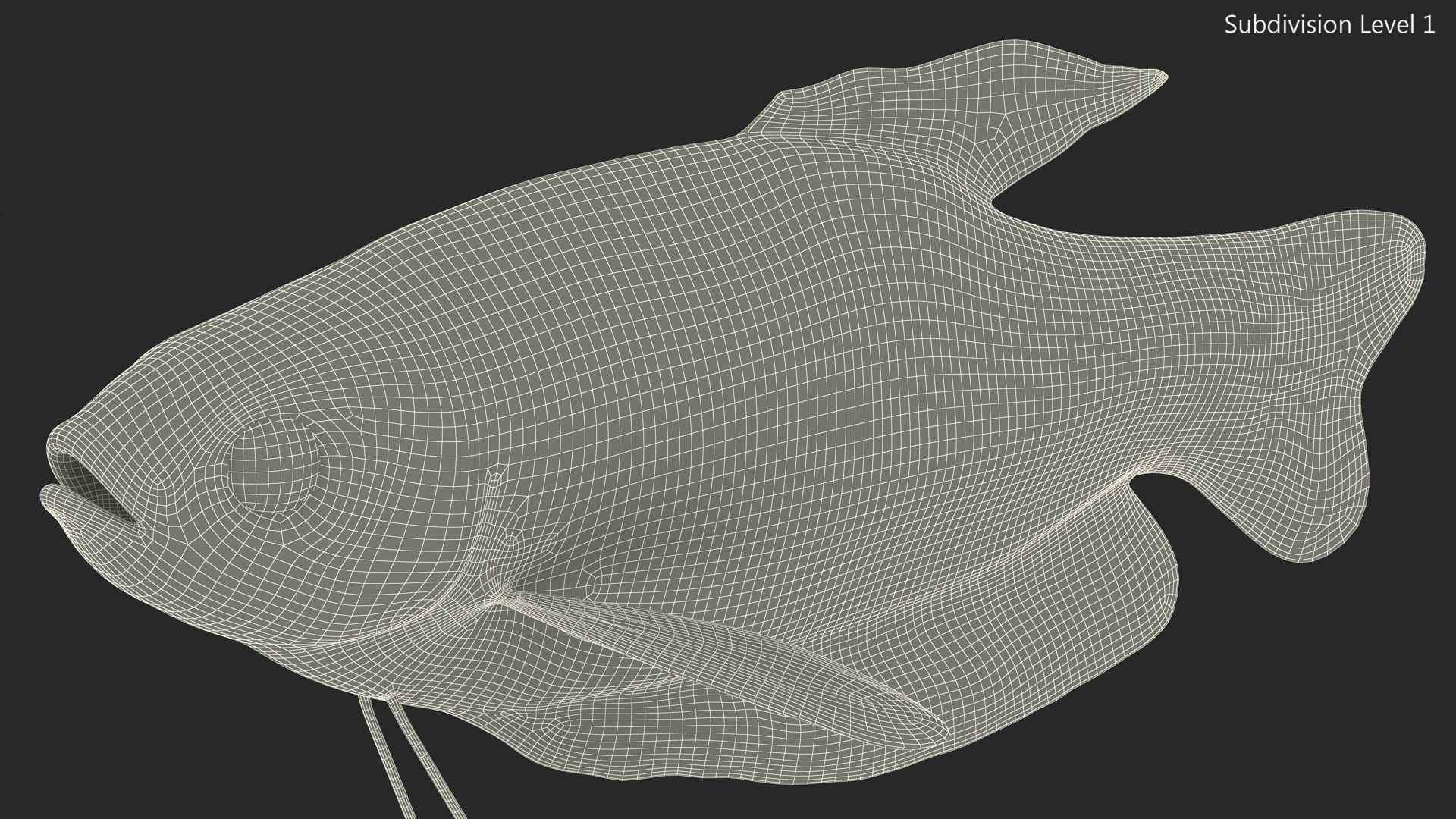 Tropical Gourami Fish Rigged for Cinema 4D 3D