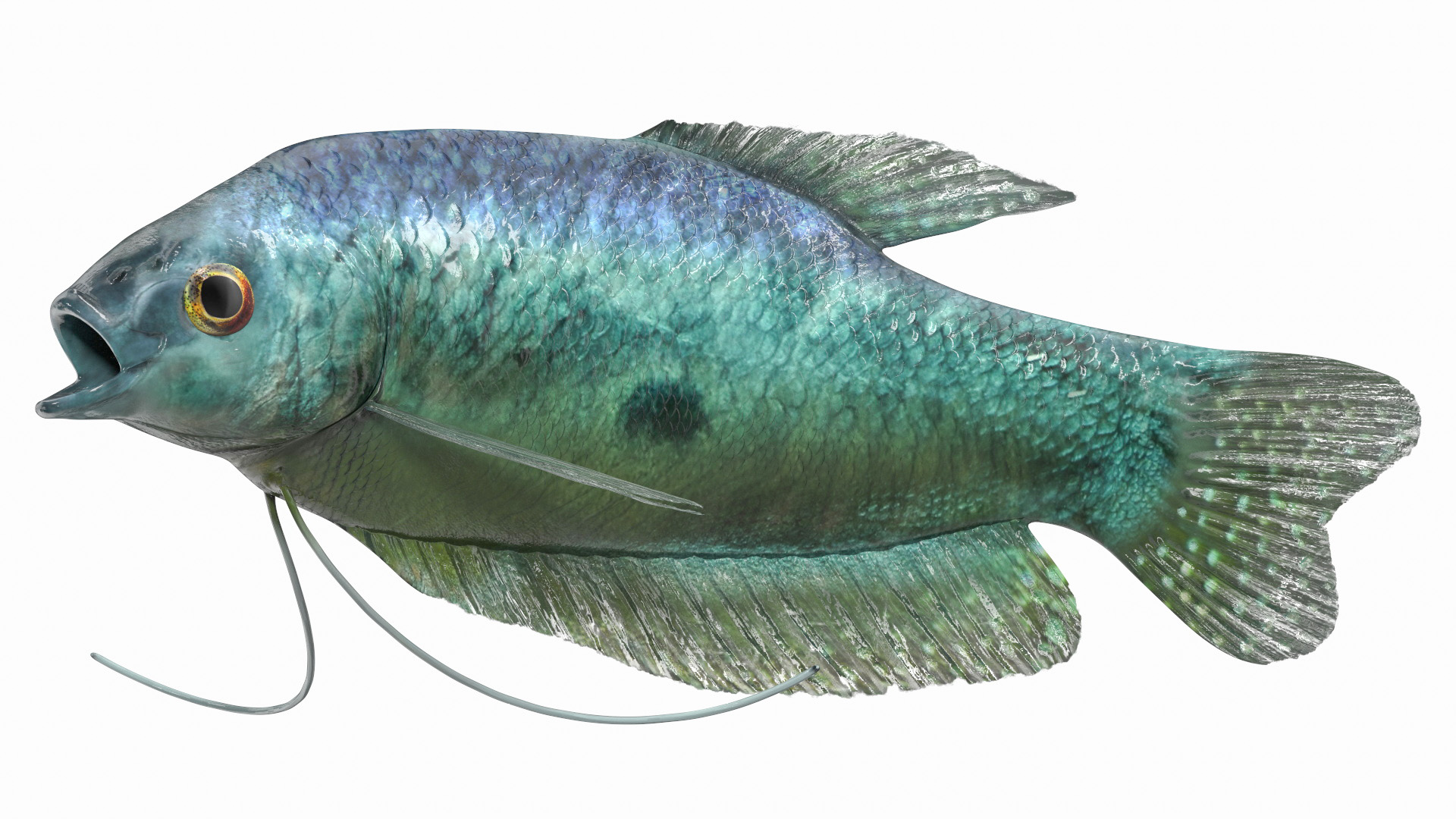 Tropical Gourami Fish Rigged for Cinema 4D 3D