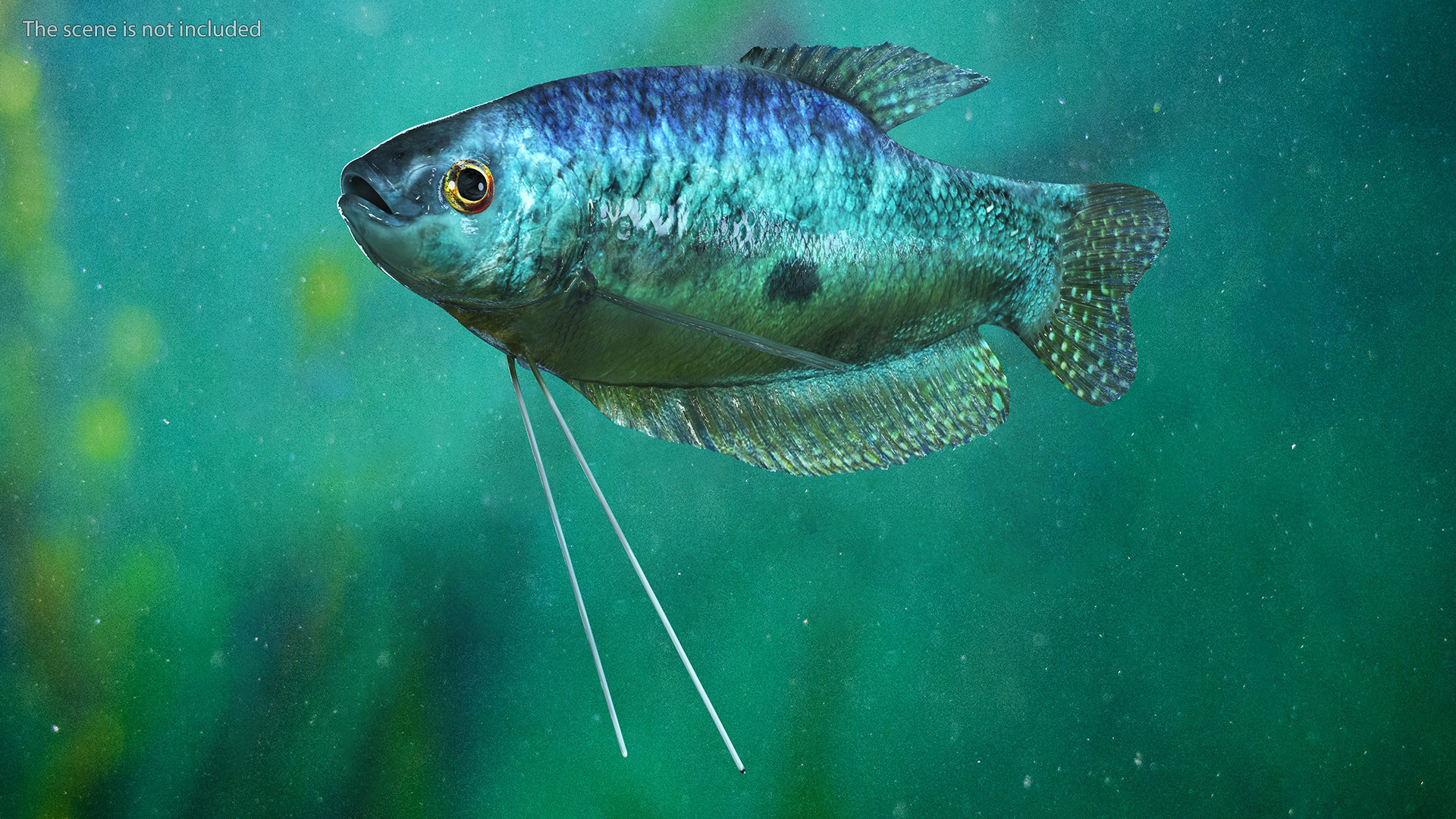 Tropical Gourami Fish Rigged for Cinema 4D 3D