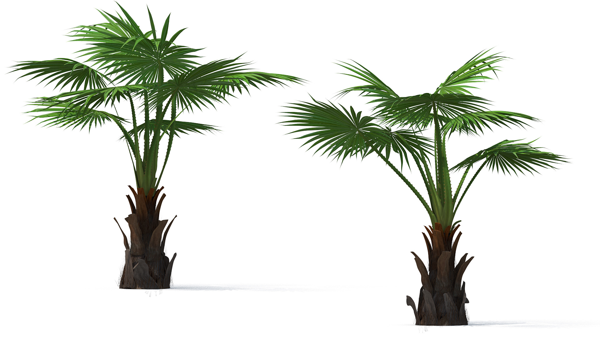 3D Mexican Fan Palm