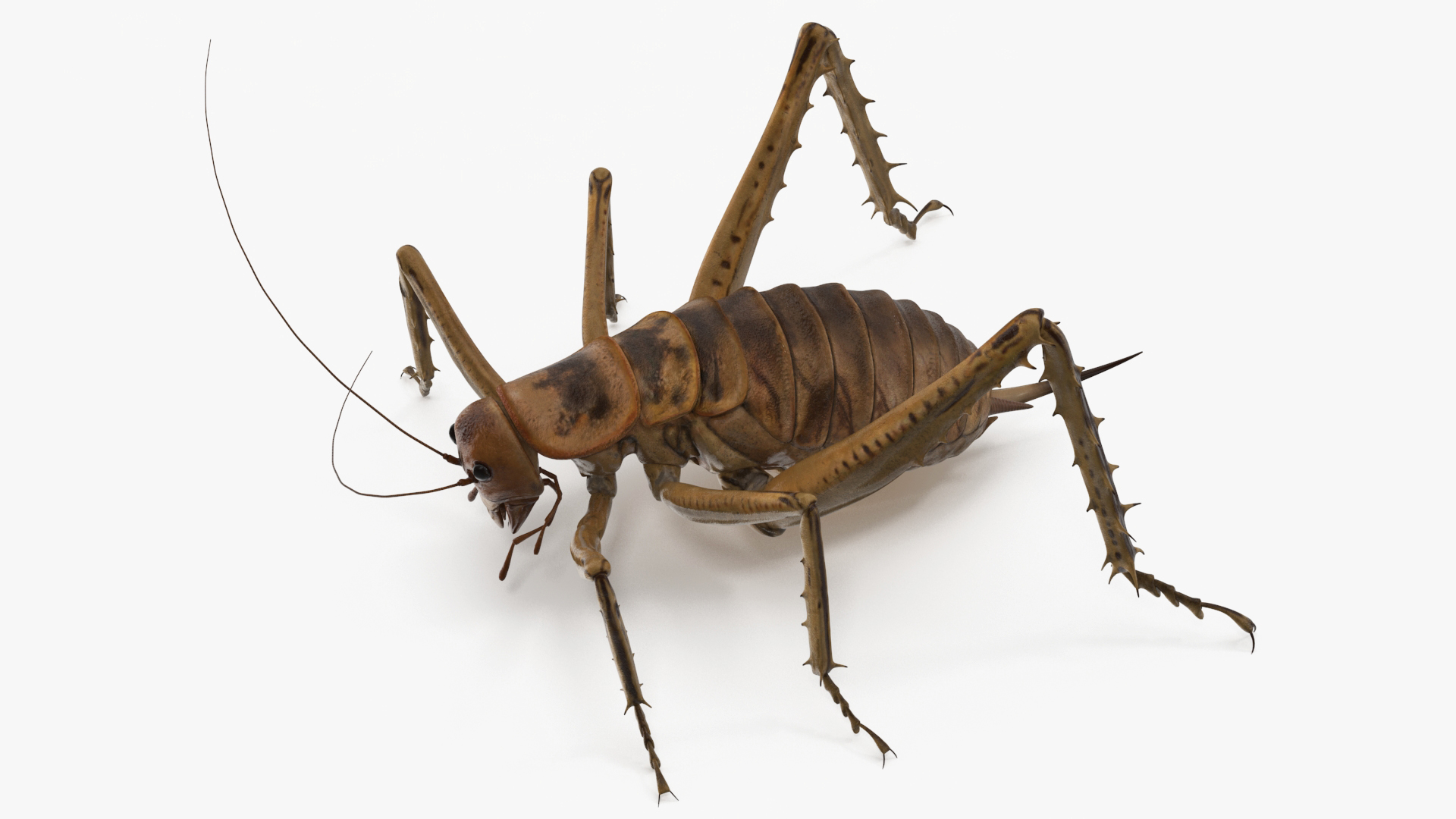 Giant Weta Rigged 3D