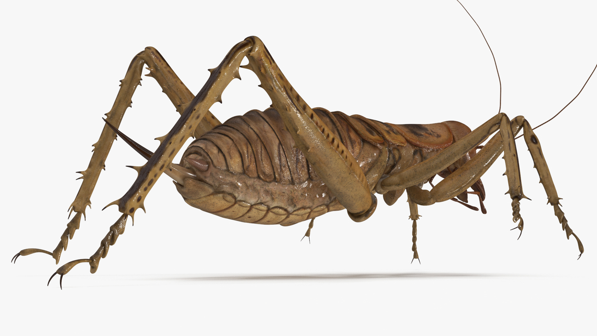 Giant Weta Rigged 3D