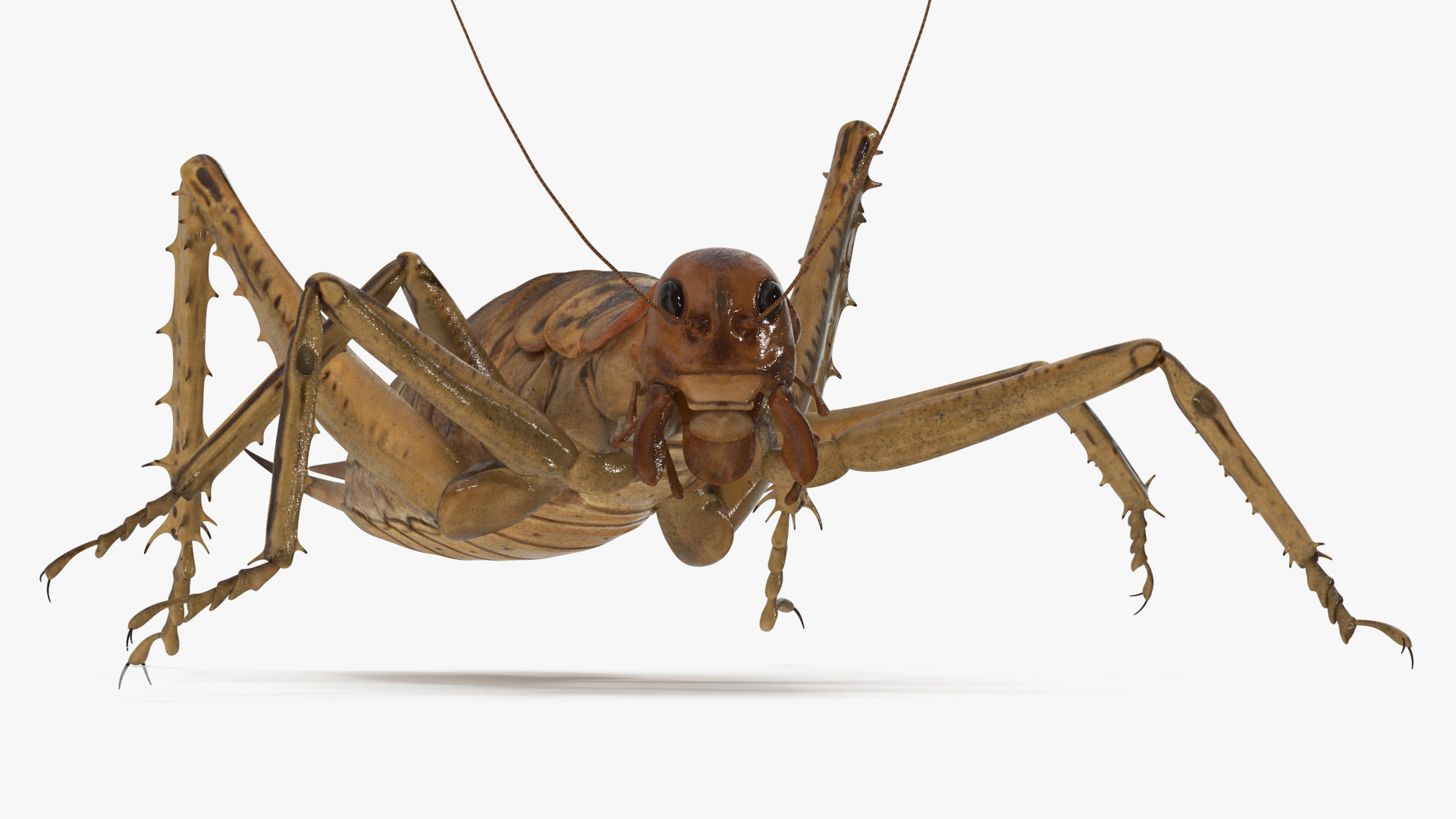 Giant Weta Rigged 3D