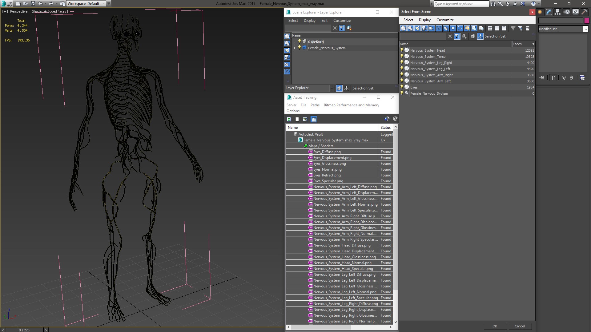 3D Female Nervous System