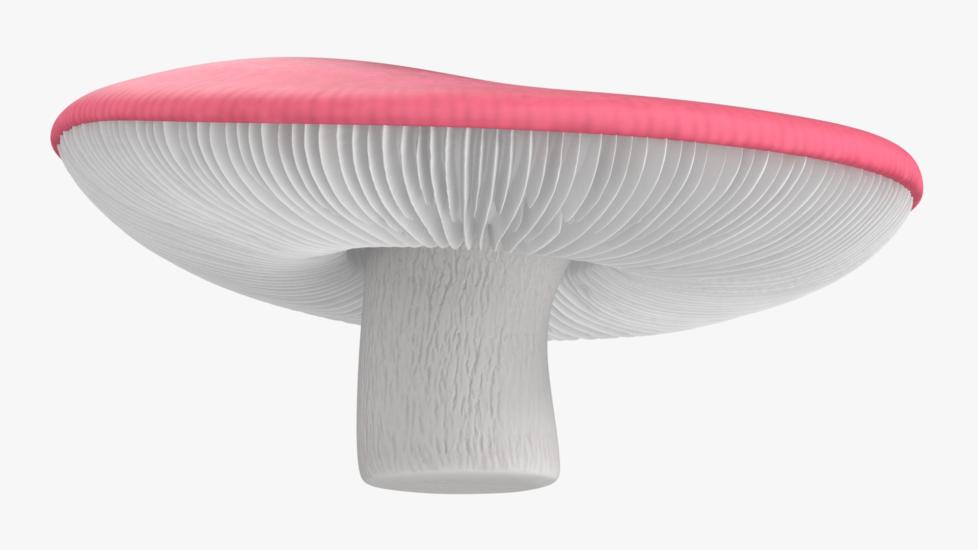 Russula 3D model