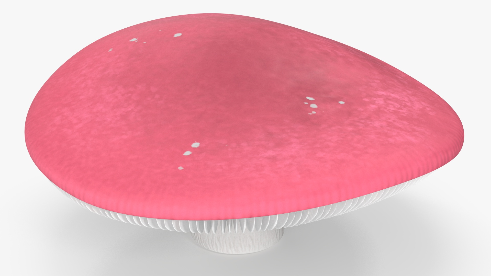 Russula 3D model