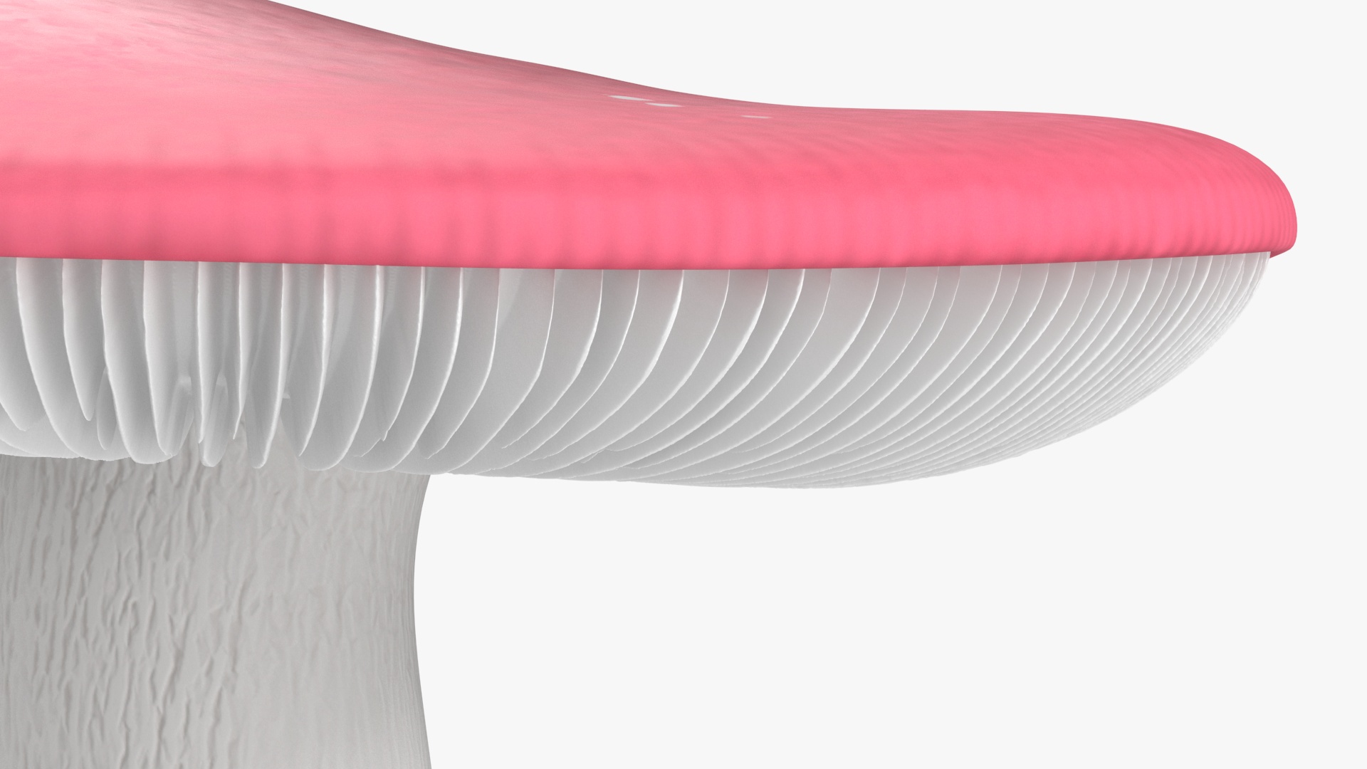 Russula 3D model