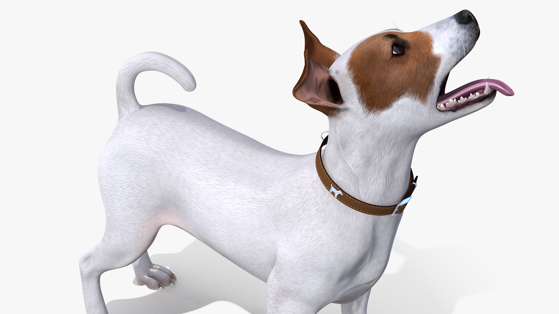 Jack Russell Terrier White Waiting Pose 3D model